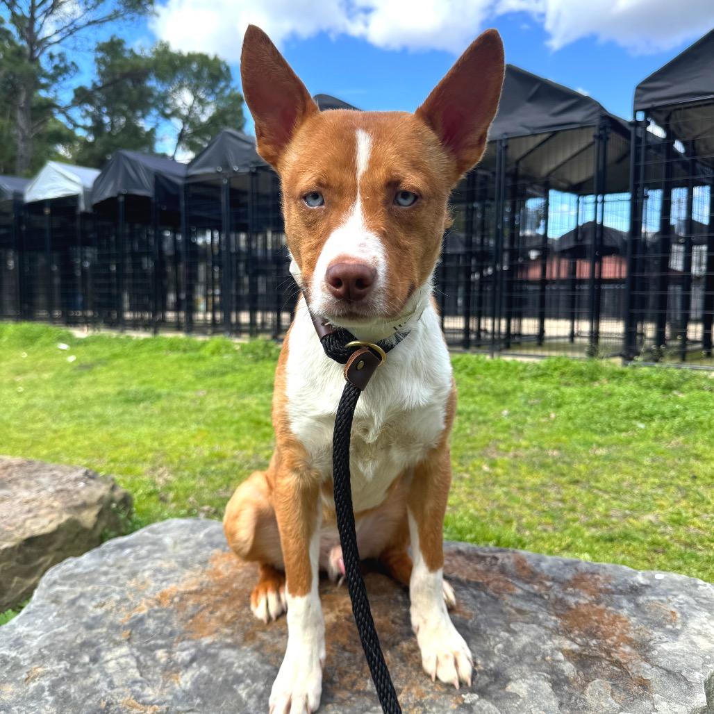 Zevo — thumbnail 2