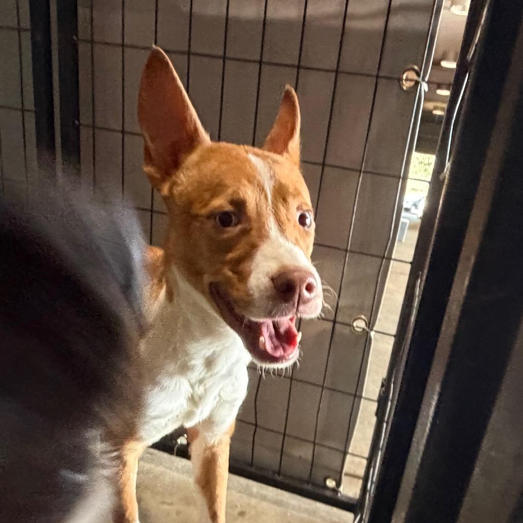 Zevo — thumbnail 3