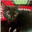 Enlarge Bear, a Adoptable Domestic Short Hair in St. Augustine, FL image 2/2