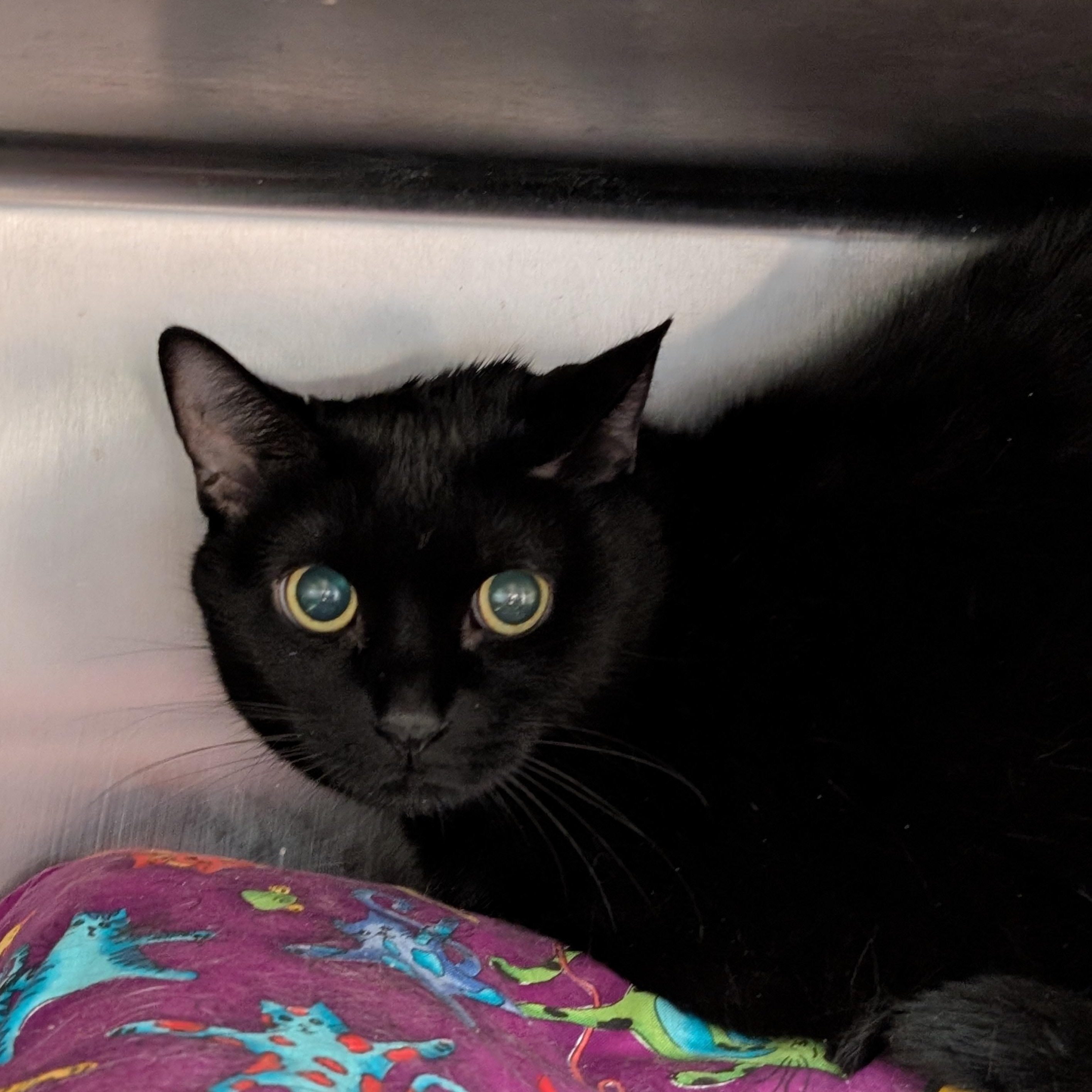 Bear, Adoptable, Adult Female Domestic Short Hair.