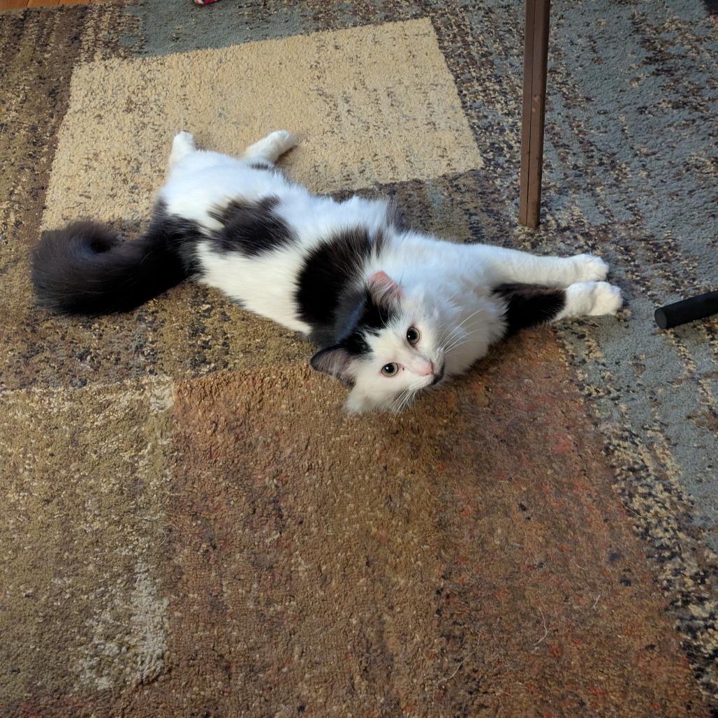 Enlarge Felicity, a Adoptable Domestic Long Hair in PITTSBURGH, PA image 1/5