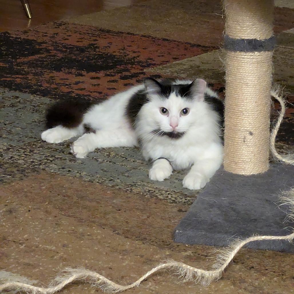 Enlarge Felicity, a Adoptable Domestic Long Hair in PITTSBURGH, PA image 2/5