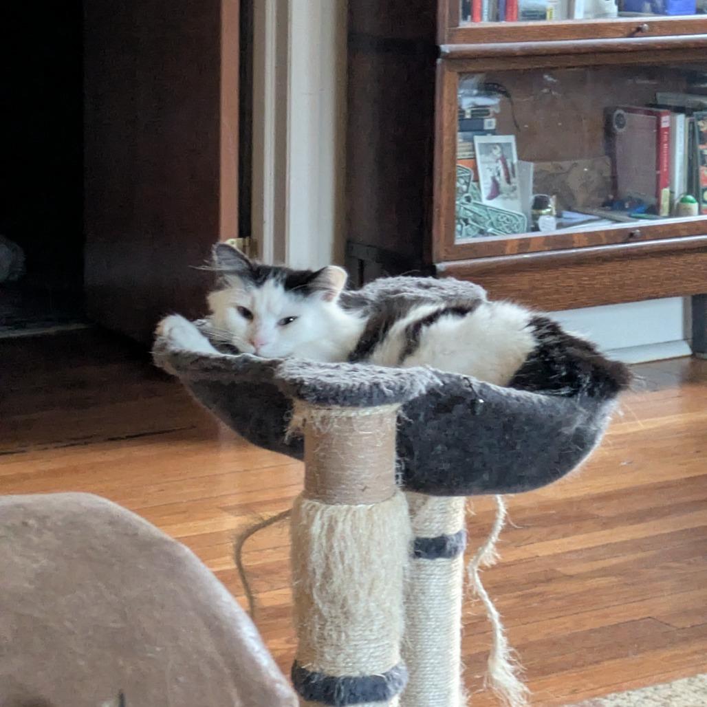 Enlarge Felicity, a Adoptable Domestic Long Hair in PITTSBURGH, PA image 3/5