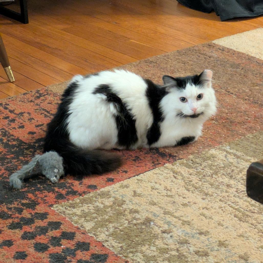 Enlarge Felicity, a Adoptable Domestic Long Hair in PITTSBURGH, PA image 4/5