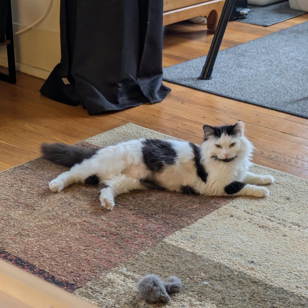 Enlarge Felicity, a Adoptable Domestic Long Hair in PITTSBURGH, PA image 5/5