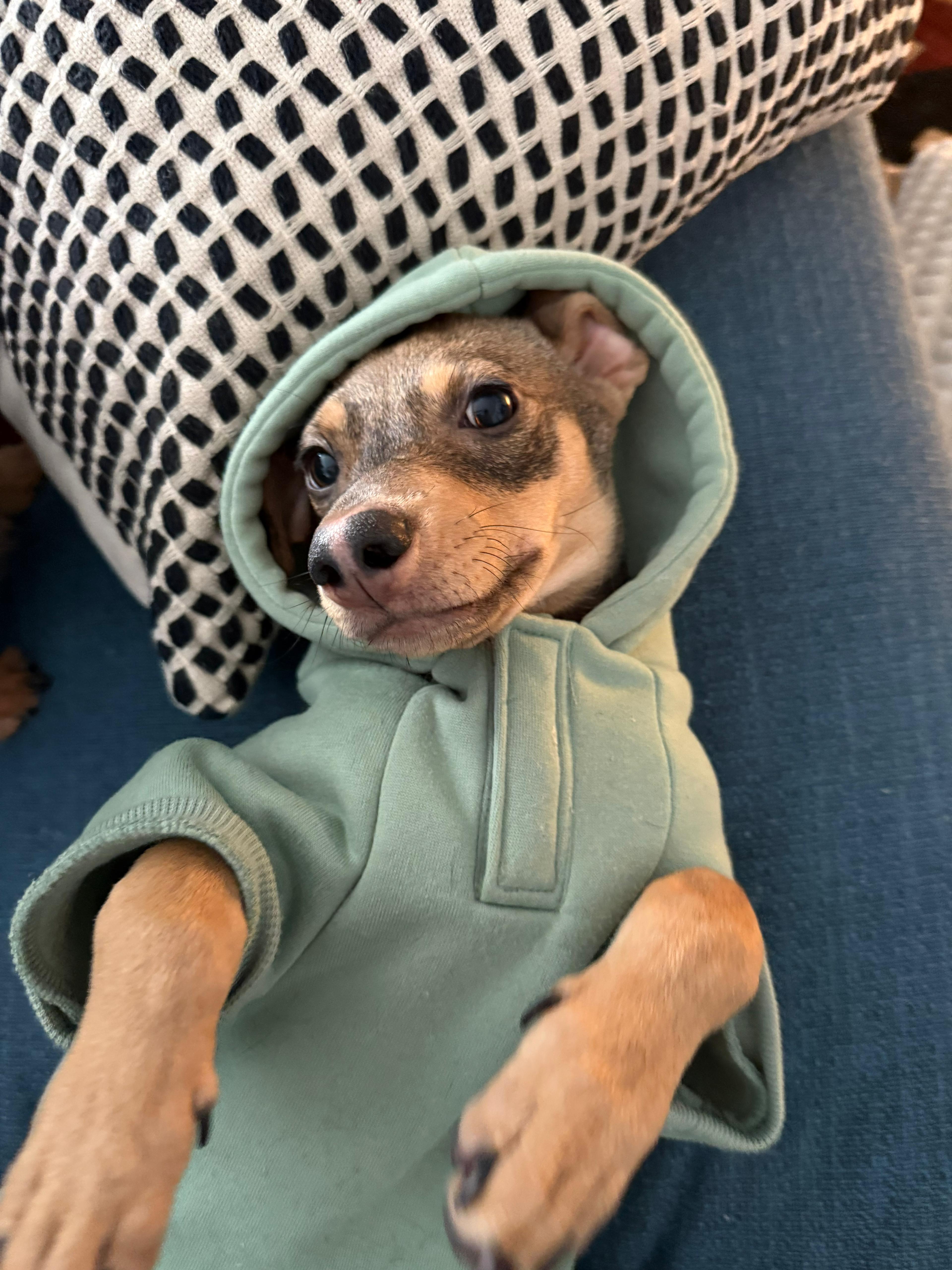 Enlarge Arnie, an adoptable mixed breed in West Hollywood, CA image 4/5