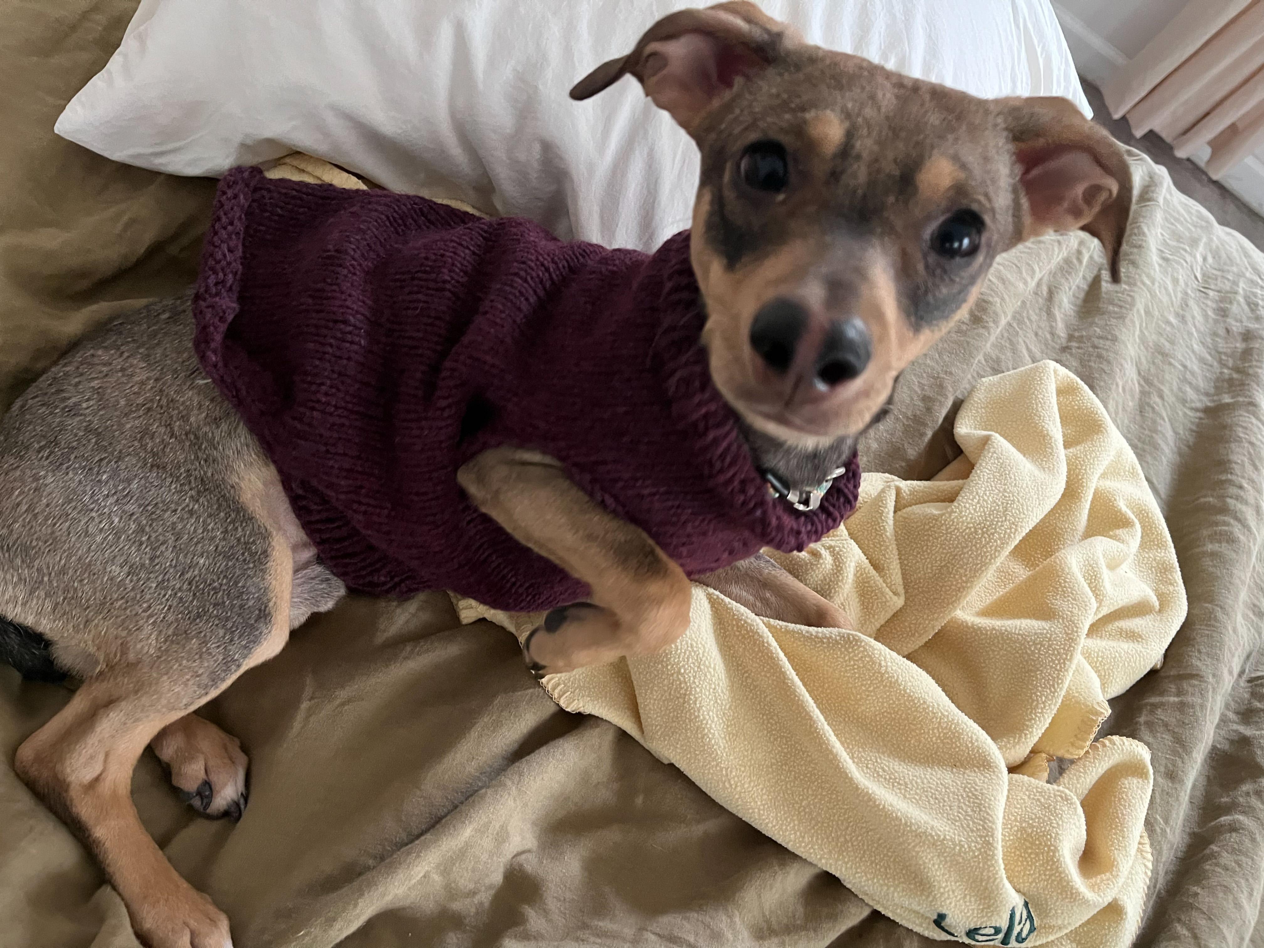 Enlarge Arnie, an adoptable mixed breed in West Hollywood, CA image 1/5