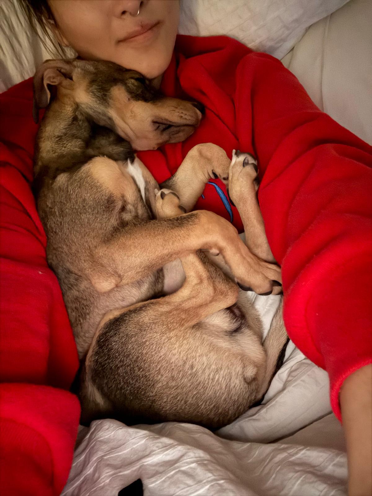 Enlarge Arnie, an adoptable mixed breed in West Hollywood, CA image 5/5