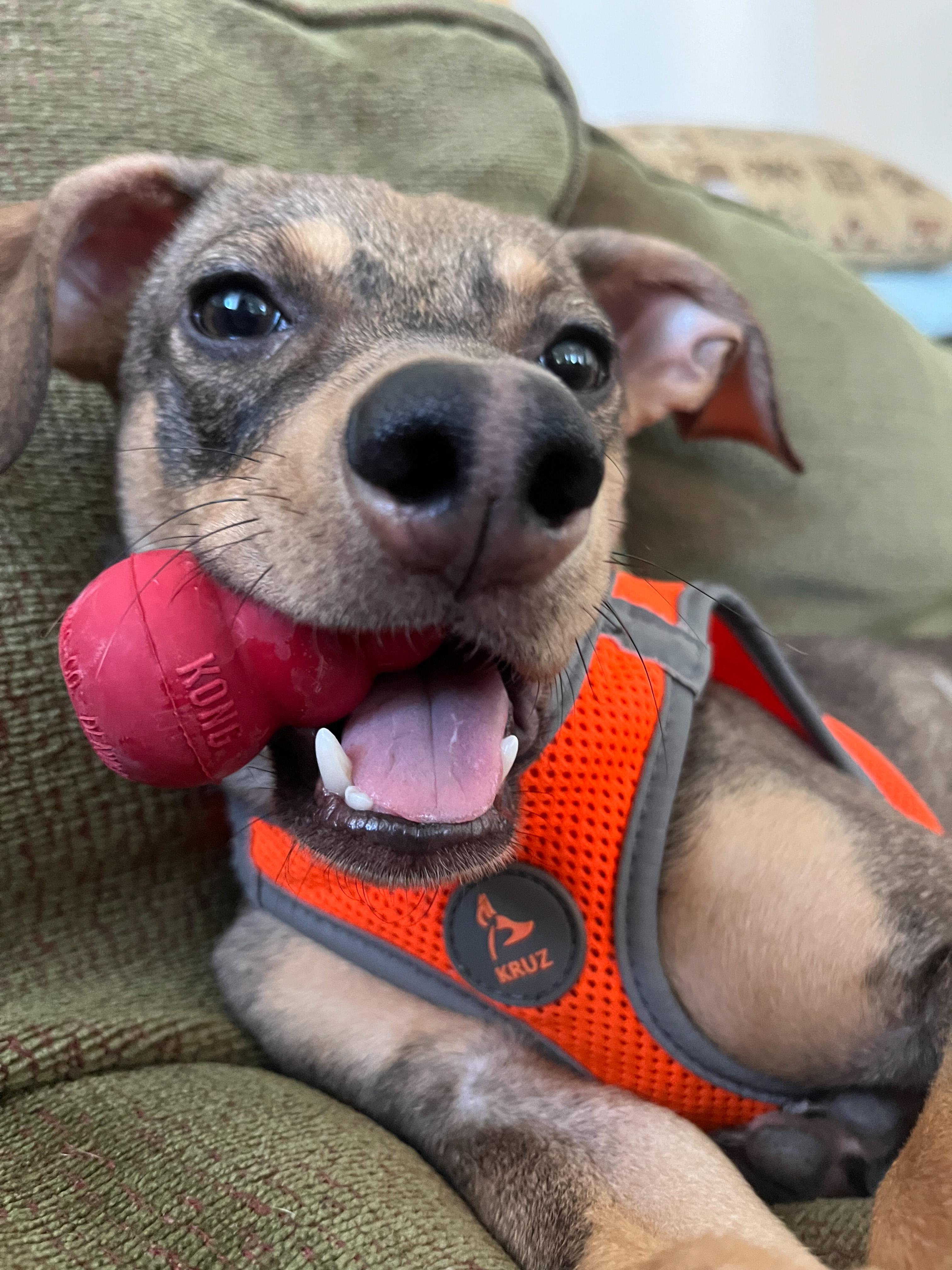 Enlarge Arnie, an adoptable mixed breed in West Hollywood, CA image 2/5