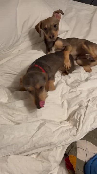 Enlarge Arnie, an adoptable mixed breed in West Hollywood, CA video 3/5