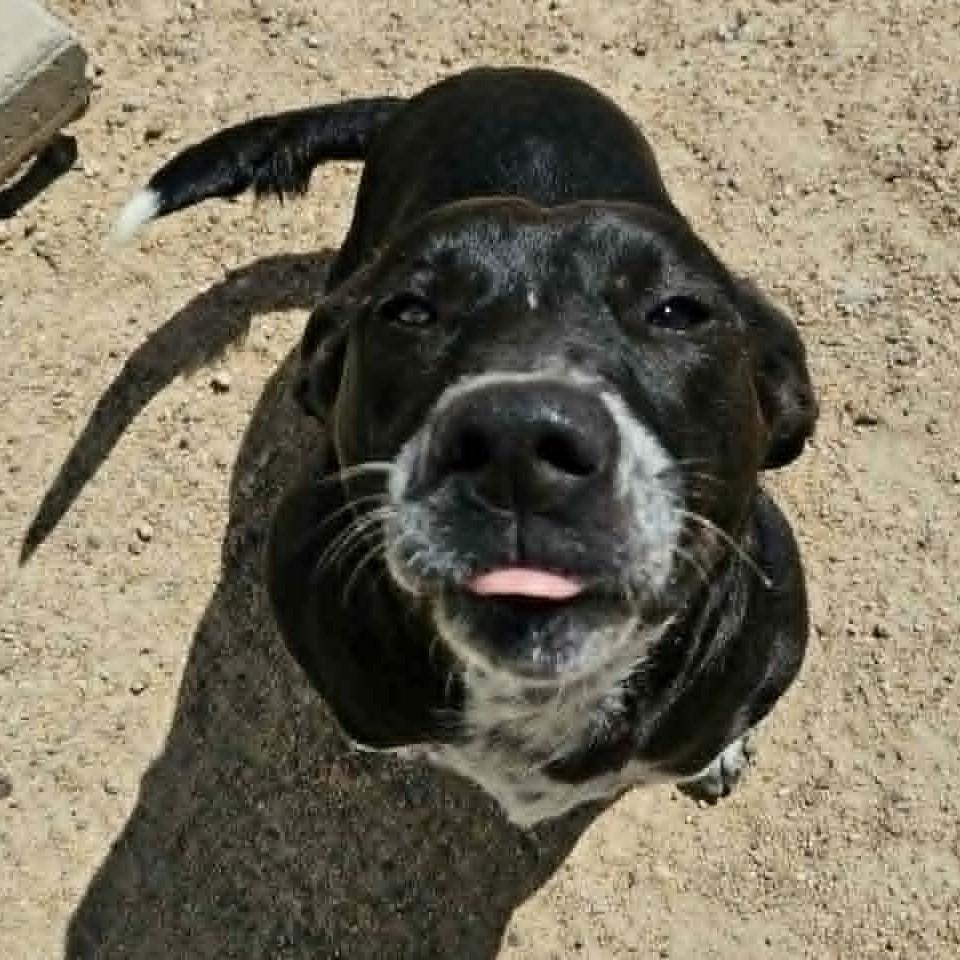 Enlarge Cookie, a ADOPTABLE mixed breed in Chappell, NE image 3/5