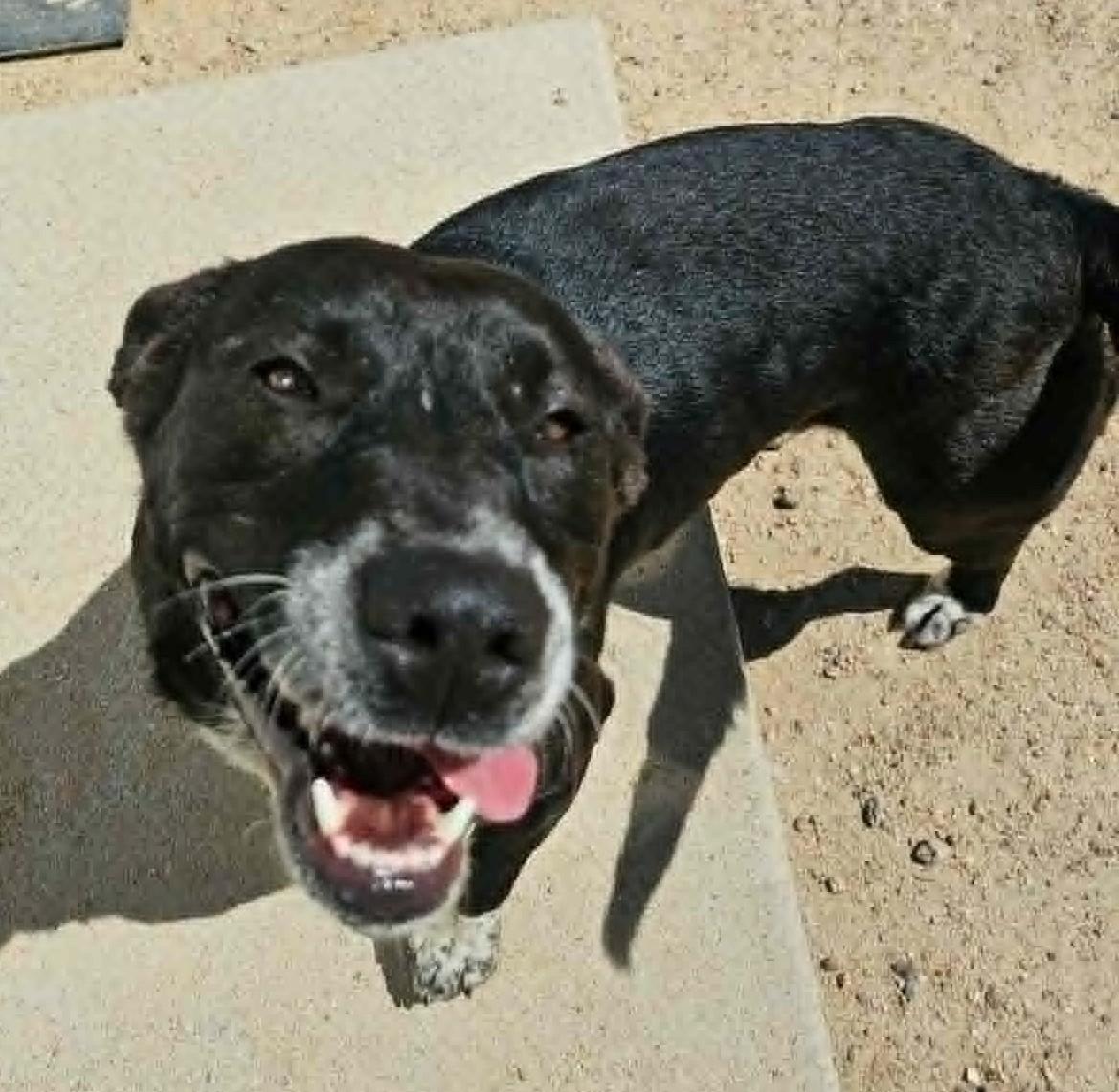 Enlarge Cookie, a ADOPTABLE mixed breed in Chappell, NE image 1/5
