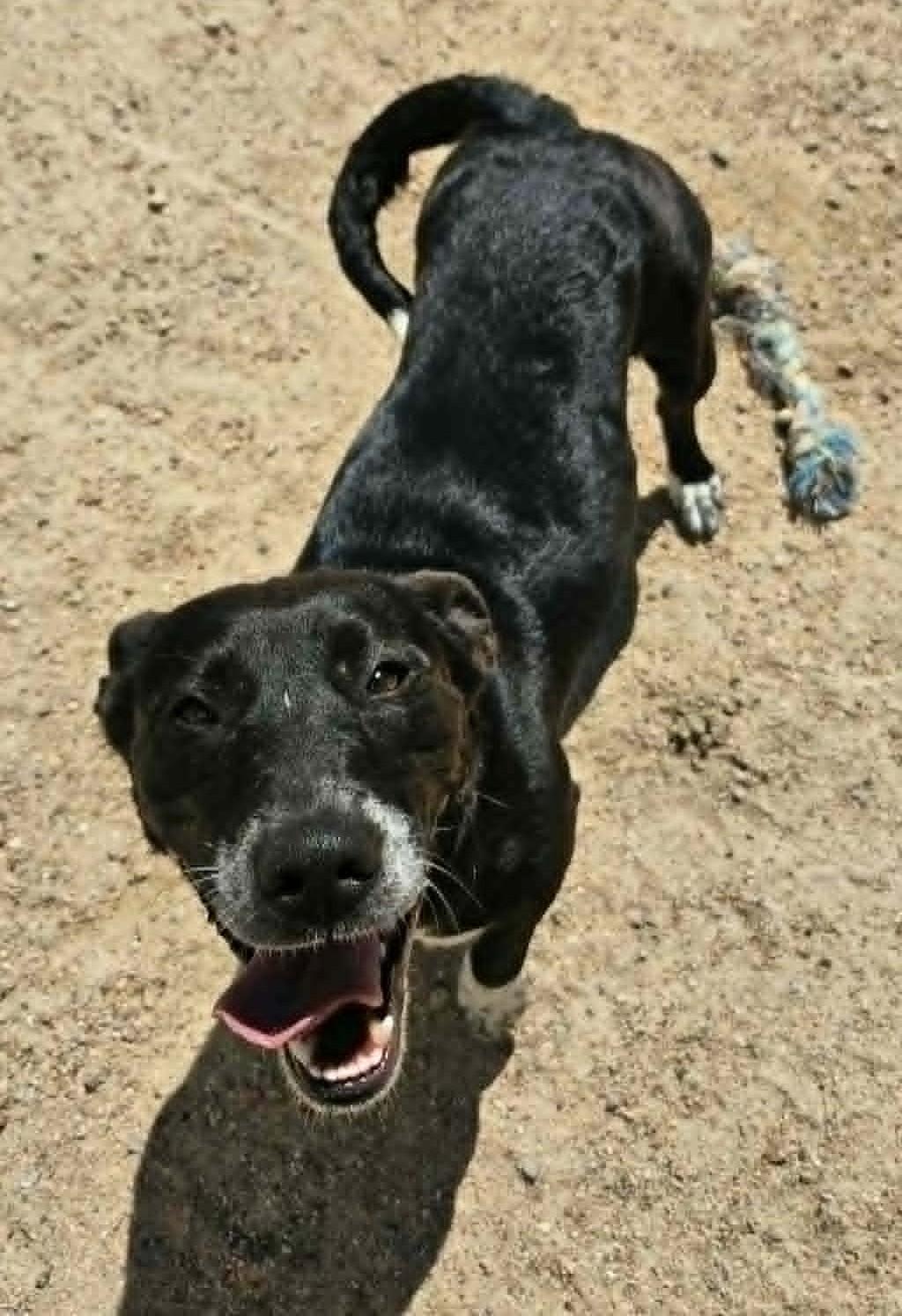 Enlarge Cookie, a ADOPTABLE mixed breed in Chappell, NE image 5/5