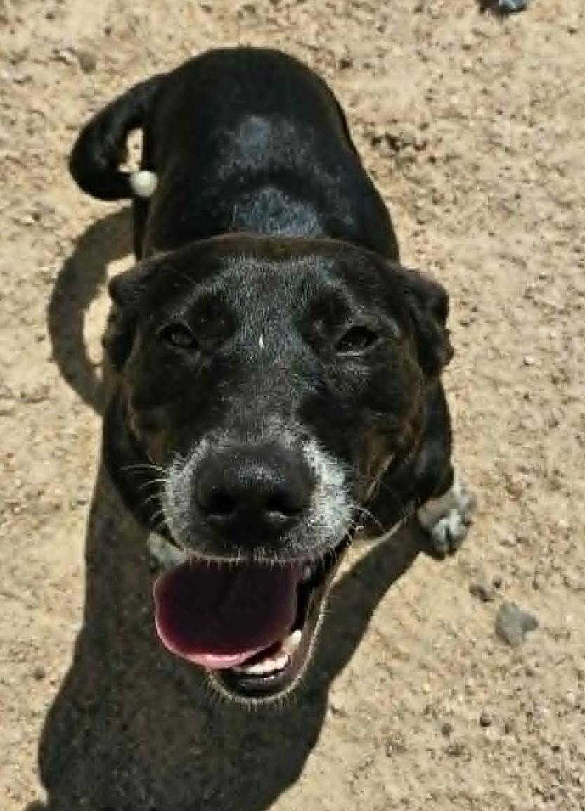Enlarge Cookie, a ADOPTABLE mixed breed in Chappell, NE image 4/5