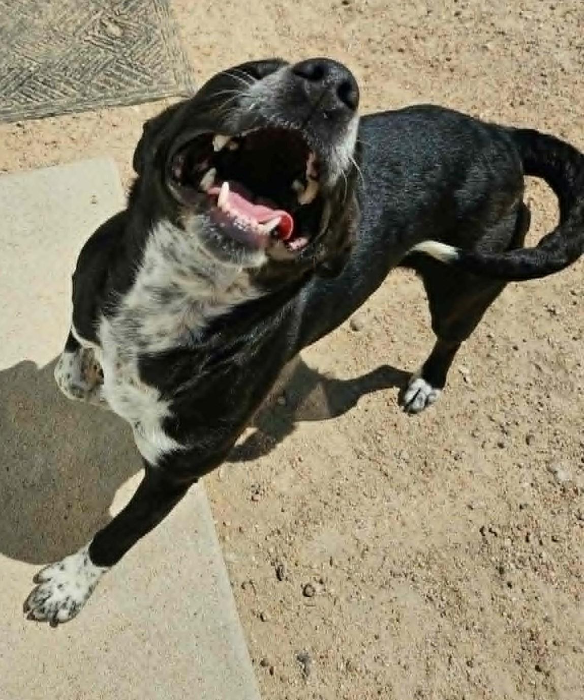 Enlarge Cookie, a ADOPTABLE mixed breed in Chappell, NE image 2/5