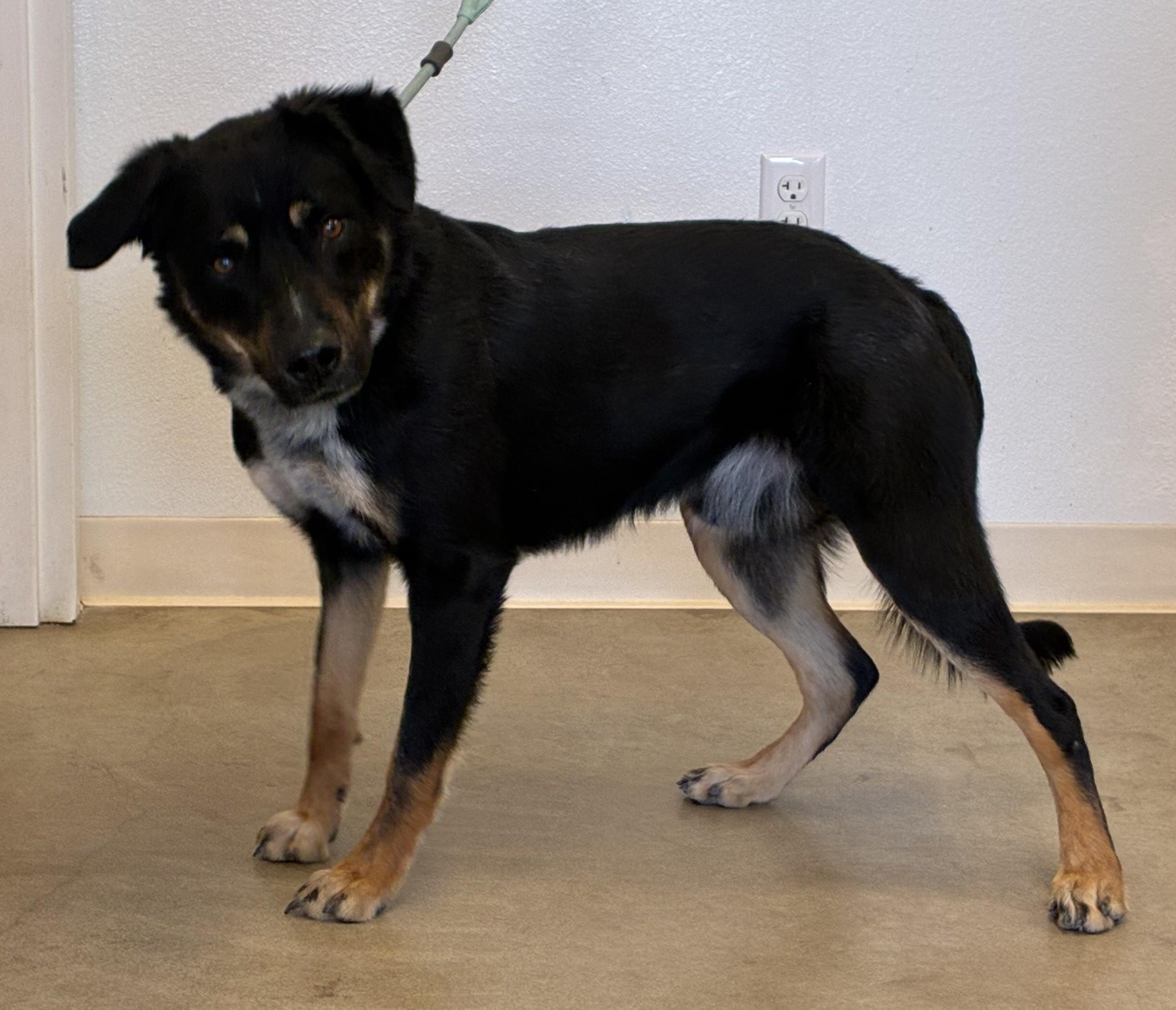 Enlarge Finnagan, an adopted mixed breed in Greeley, CO image 3/3