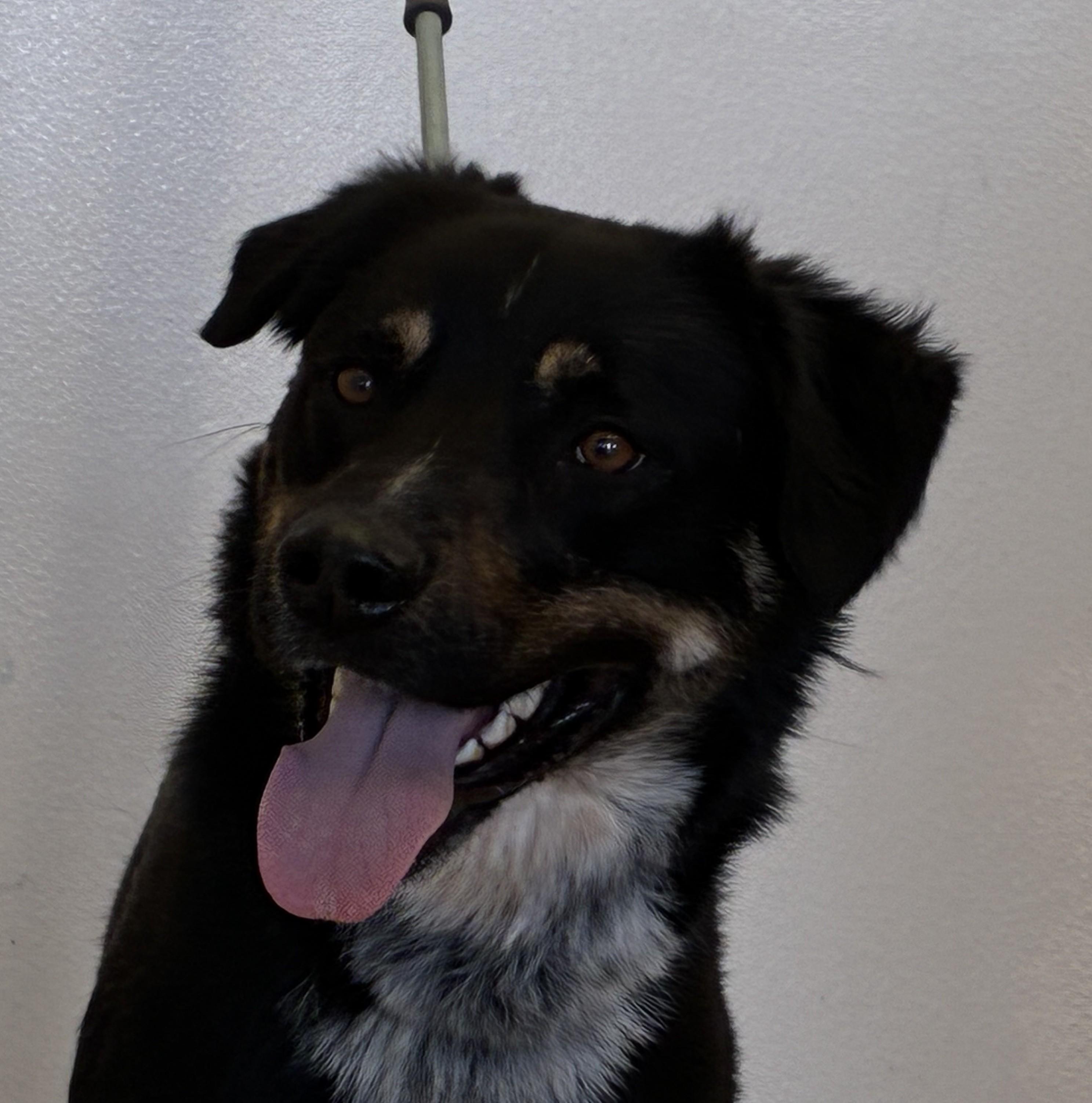 Finnagan, ADOPTABLE, Young Male Border Collie.