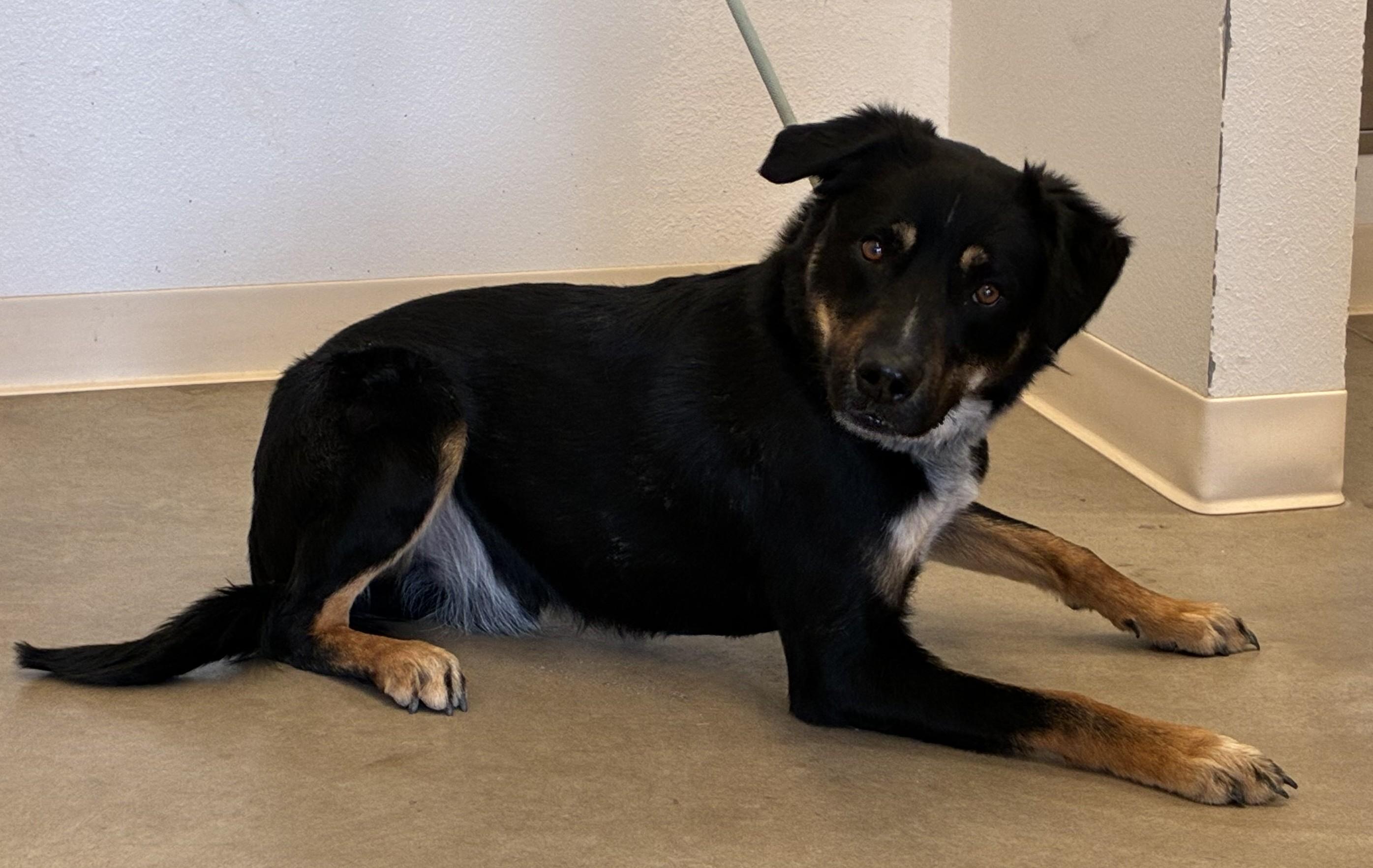 Enlarge Finnagan, an adopted mixed breed in Greeley, CO image 2/3