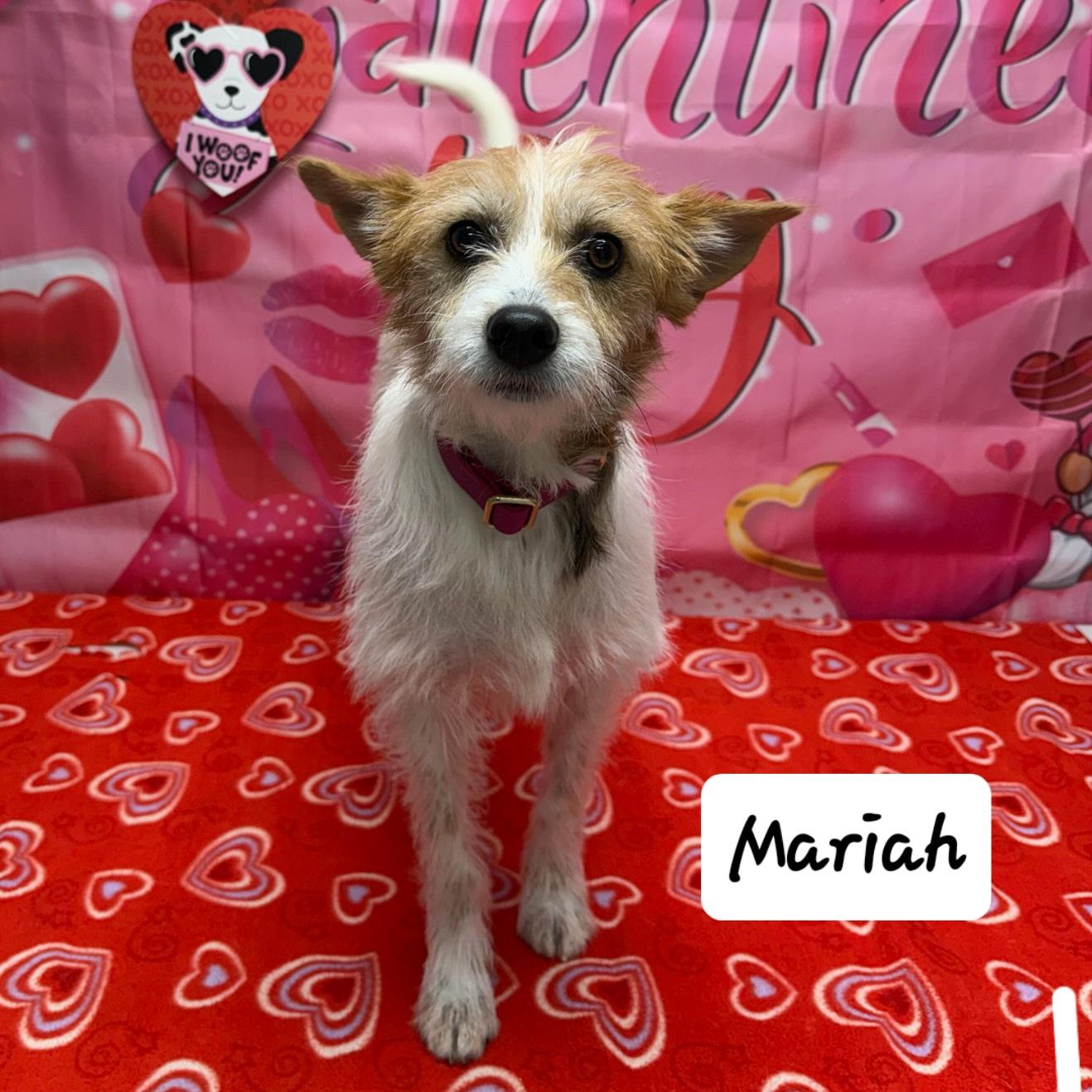 Mariah, ADOPTABLE, Puppy Female Wirehaired Terrier.