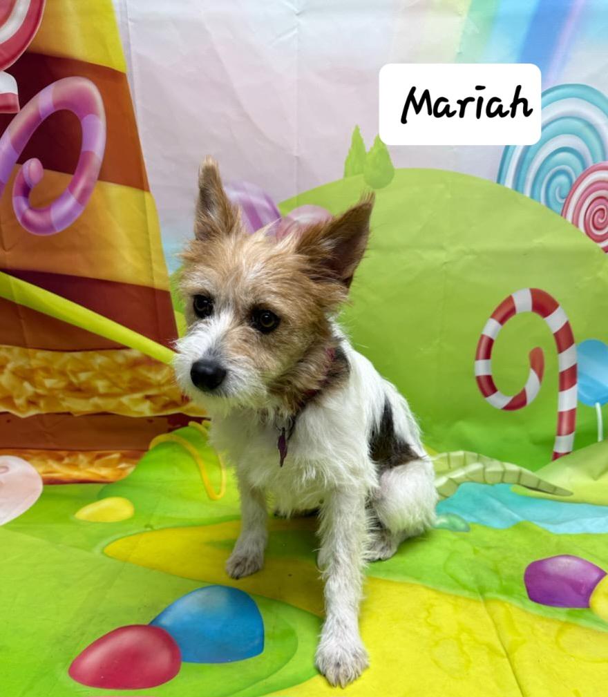 Enlarge Mariah, an adopted mixed breed in Urbana, OH image 1/4