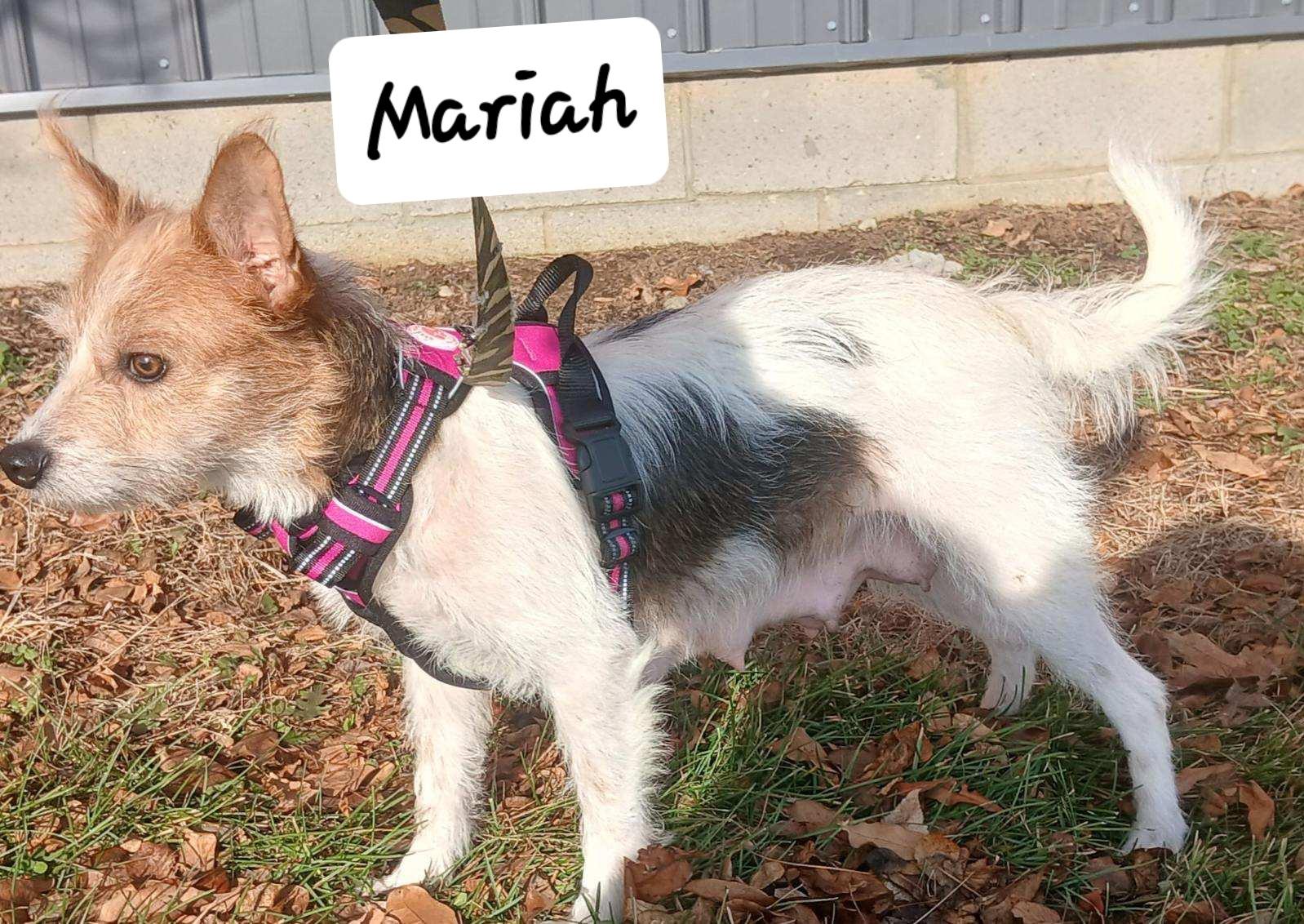 Enlarge Mariah, a ADOPTABLE mixed breed in Urbana, OH image 1/2