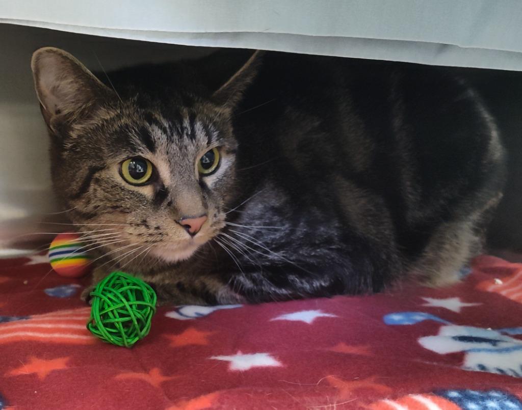 Ammo - At Petco, Adoptable, Adult Male Domestic Short Hair.
