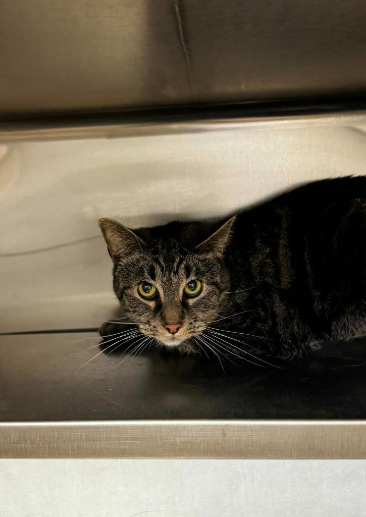 Enlarge Ammo - At Petco, a Adoptable mixed breed in Grand Forks, ND image 2/4