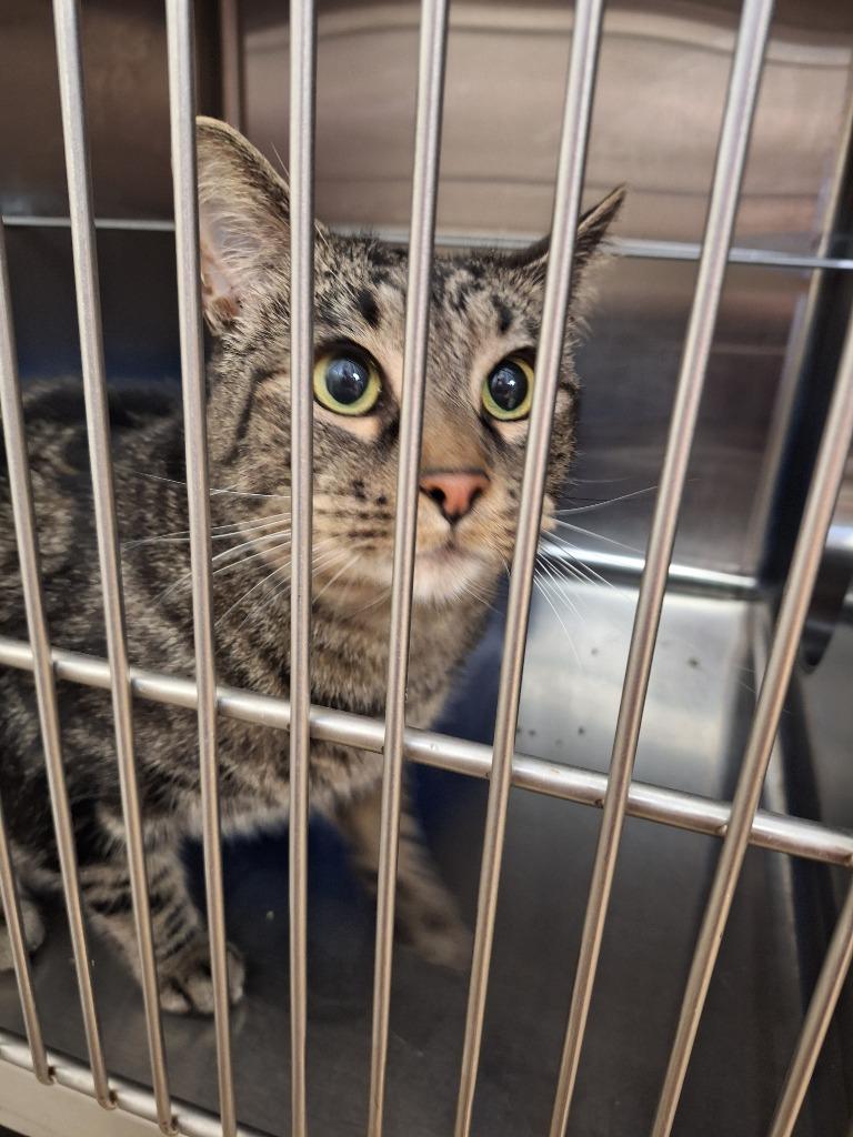 Enlarge Ammo - At Petco, a Adoptable mixed breed in Grand Forks, ND image 3/4