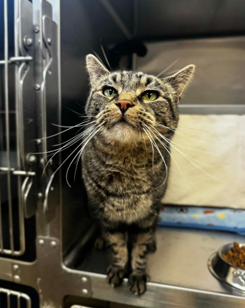 Enlarge Ammo - At Petco, a Adoptable mixed breed in Grand Forks, ND image 4/4