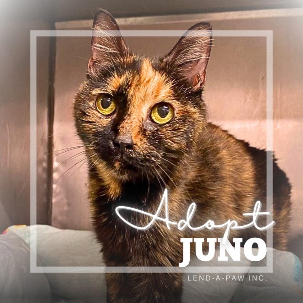 Enlarge Juno, a Adoptable Domestic Short Hair in Oceanside, NY image 2/4
