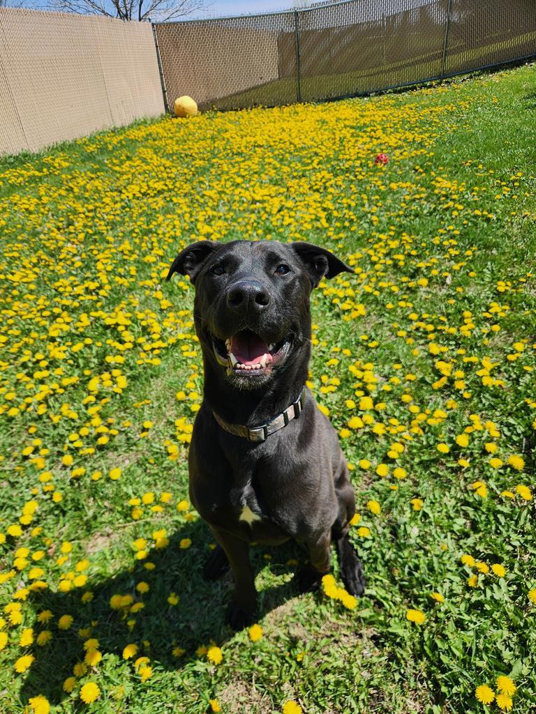 Pal - In Foster, a Adoptable Labrador Retriever in Grand Forks, ND image 1/6