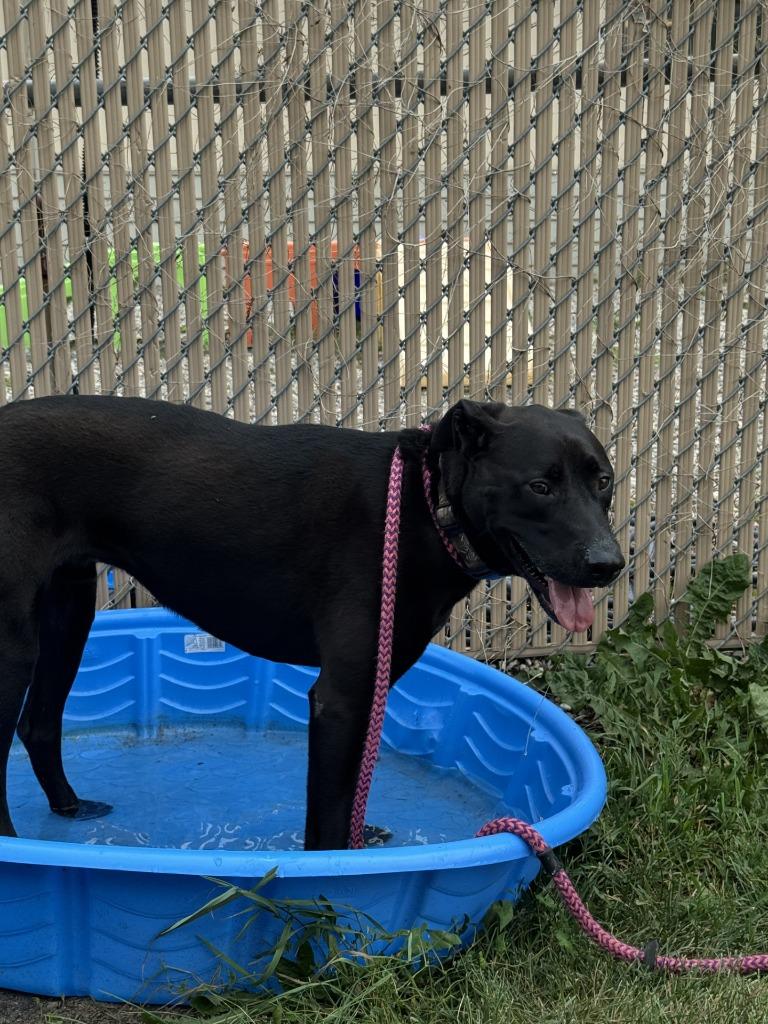 Pal - In Foster, a Adoptable Labrador Retriever in Grand Forks, ND image 2/6