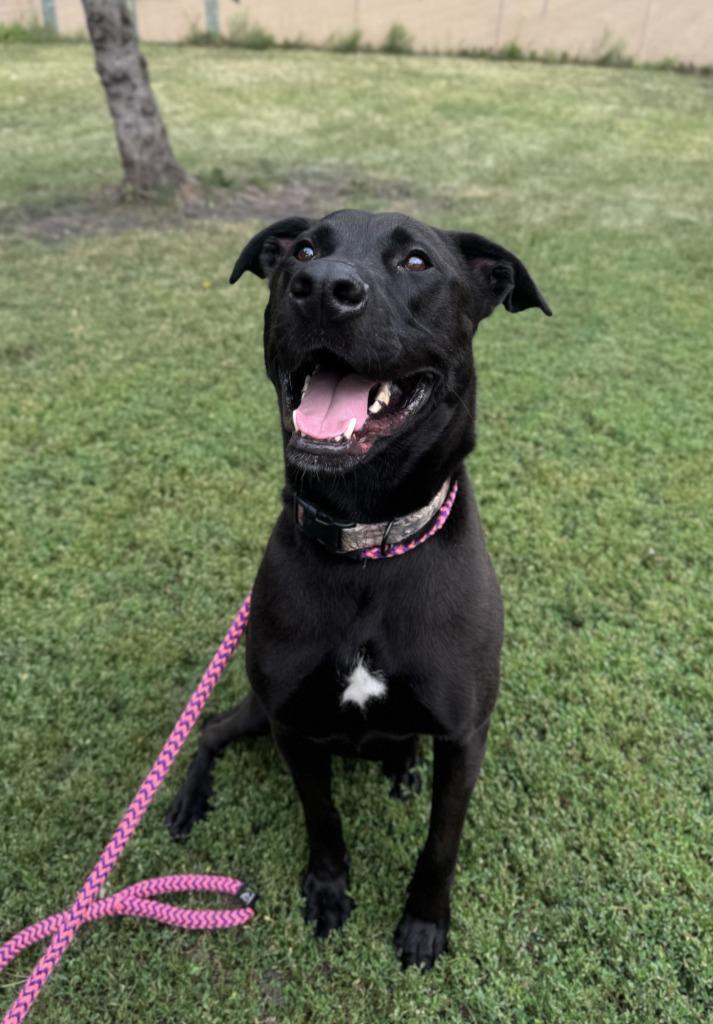 Pal - In Foster, a Adoptable Labrador Retriever in Grand Forks, ND image 4/6