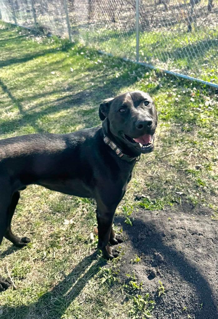 Pal - In Foster, a Adoptable Labrador Retriever in Grand Forks, ND image 5/6