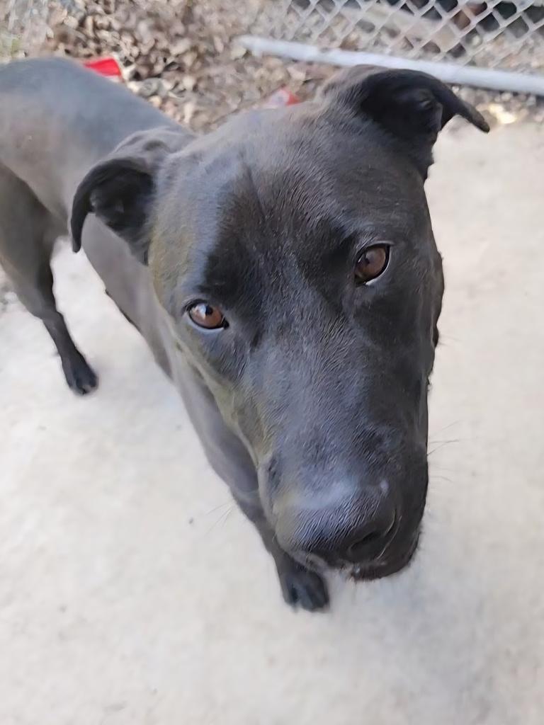 Pal - In Foster, a Adoptable Labrador Retriever in Grand Forks, ND image 6/6
