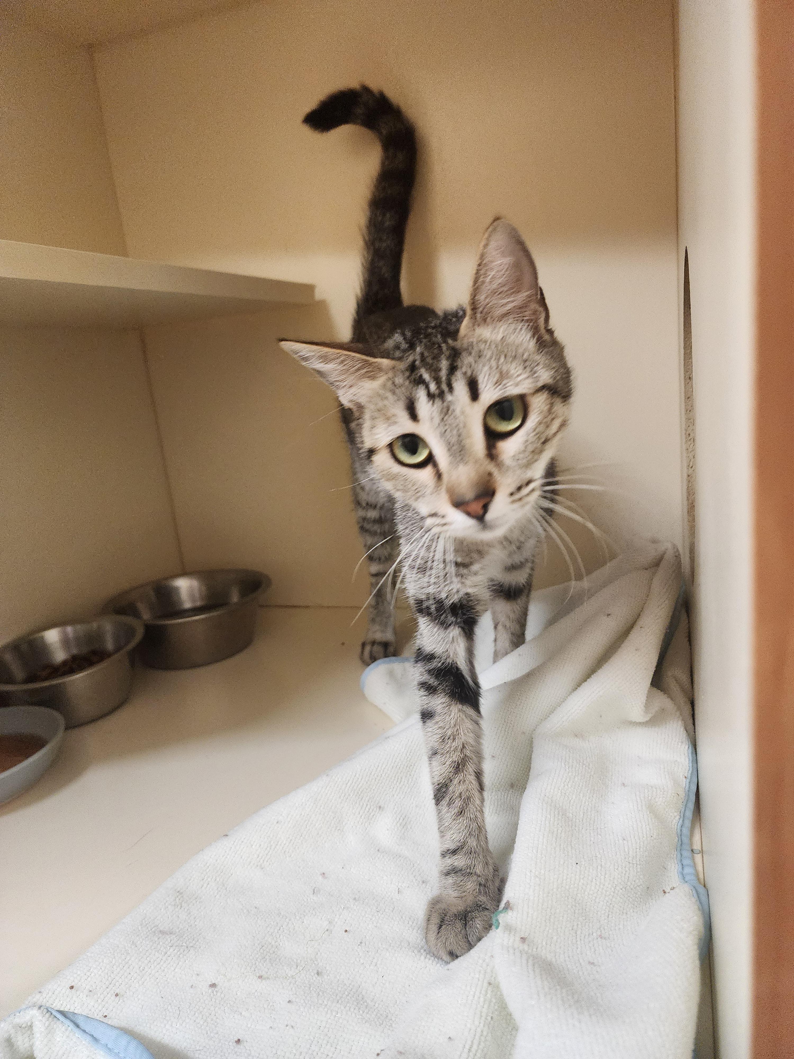 26-22, ADOPTABLE, Young Female Domestic Short Hair.