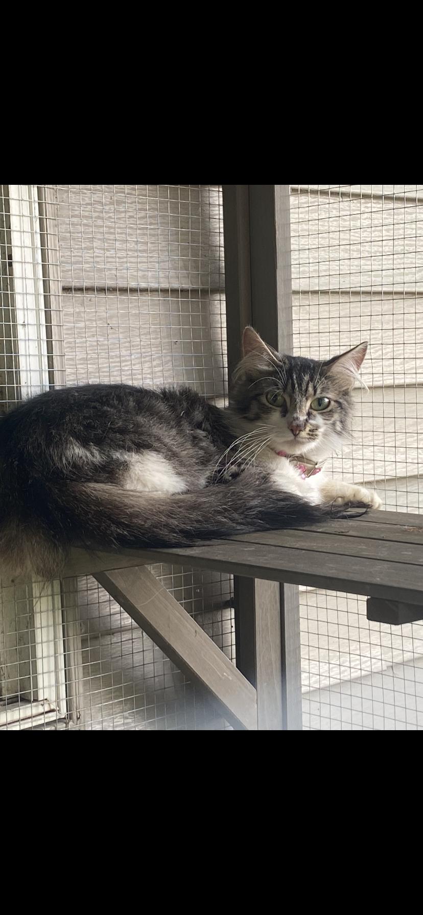 Enlarge Melody, a Adoptable Domestic Medium Hair in Waveland, IN image 2/3