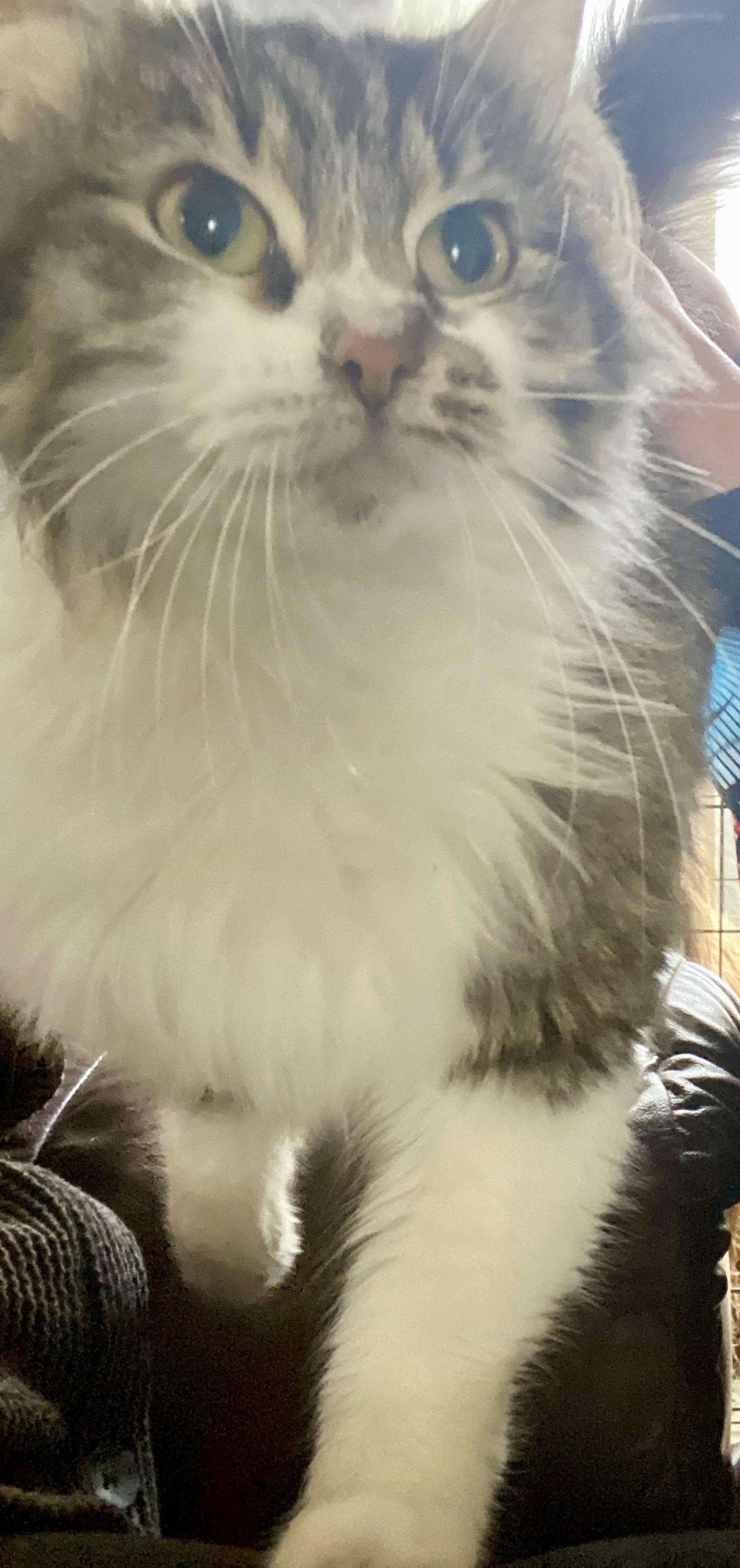 Enlarge Melody, a Adoptable Domestic Long Hair in Waveland, IN image 2/6