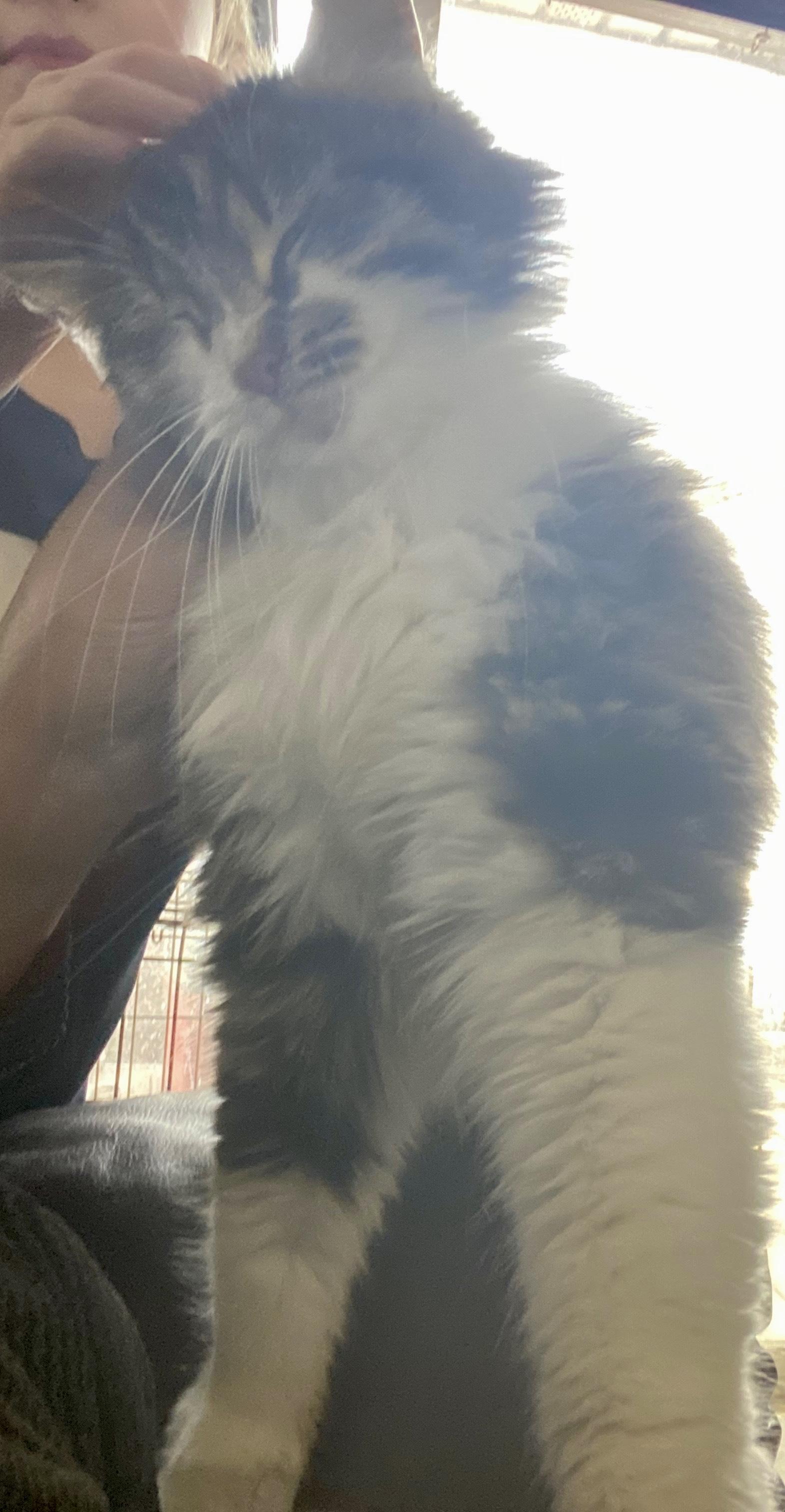 Enlarge Melody, a Adoptable Domestic Long Hair in Waveland, IN image 3/6