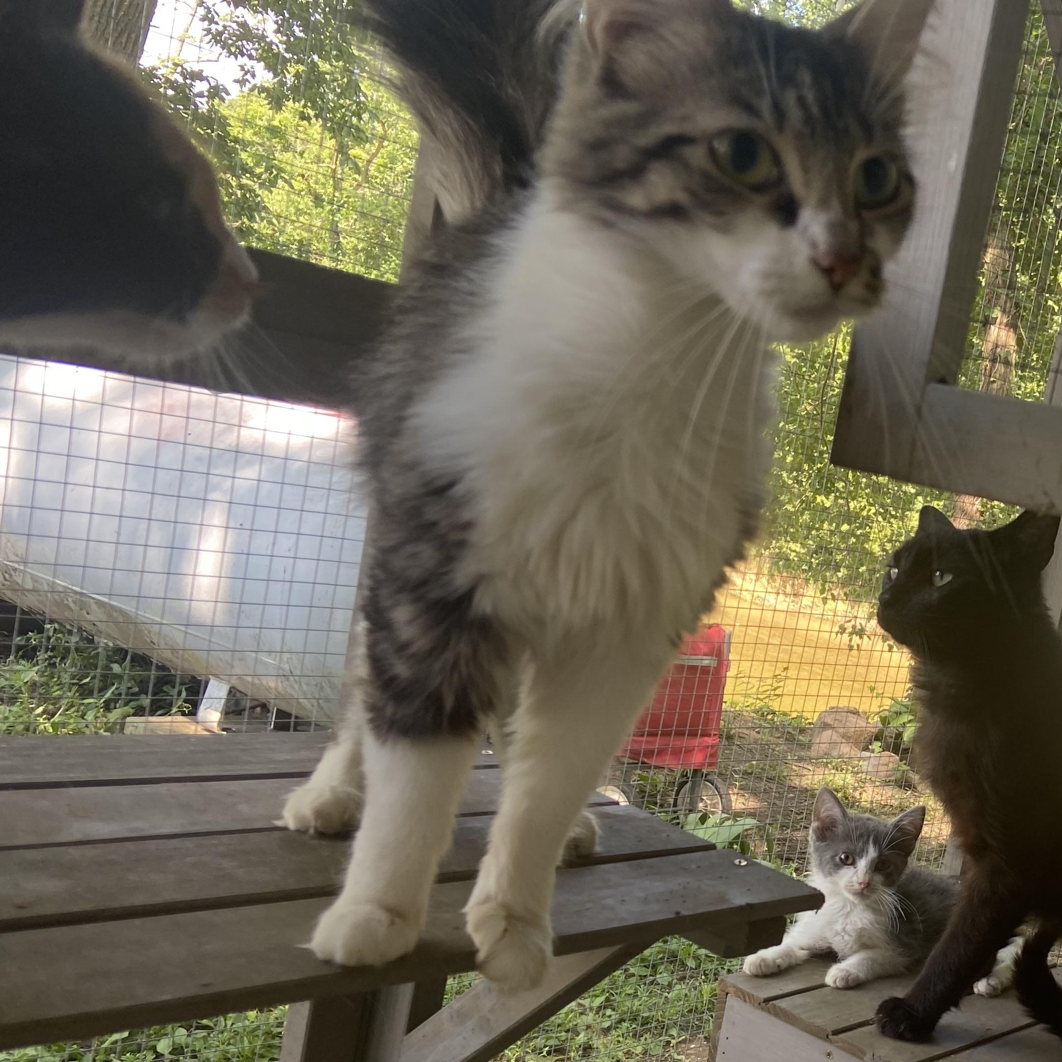 Enlarge Melody, a Adoptable Domestic Medium Hair in Waveland, IN image 3/3