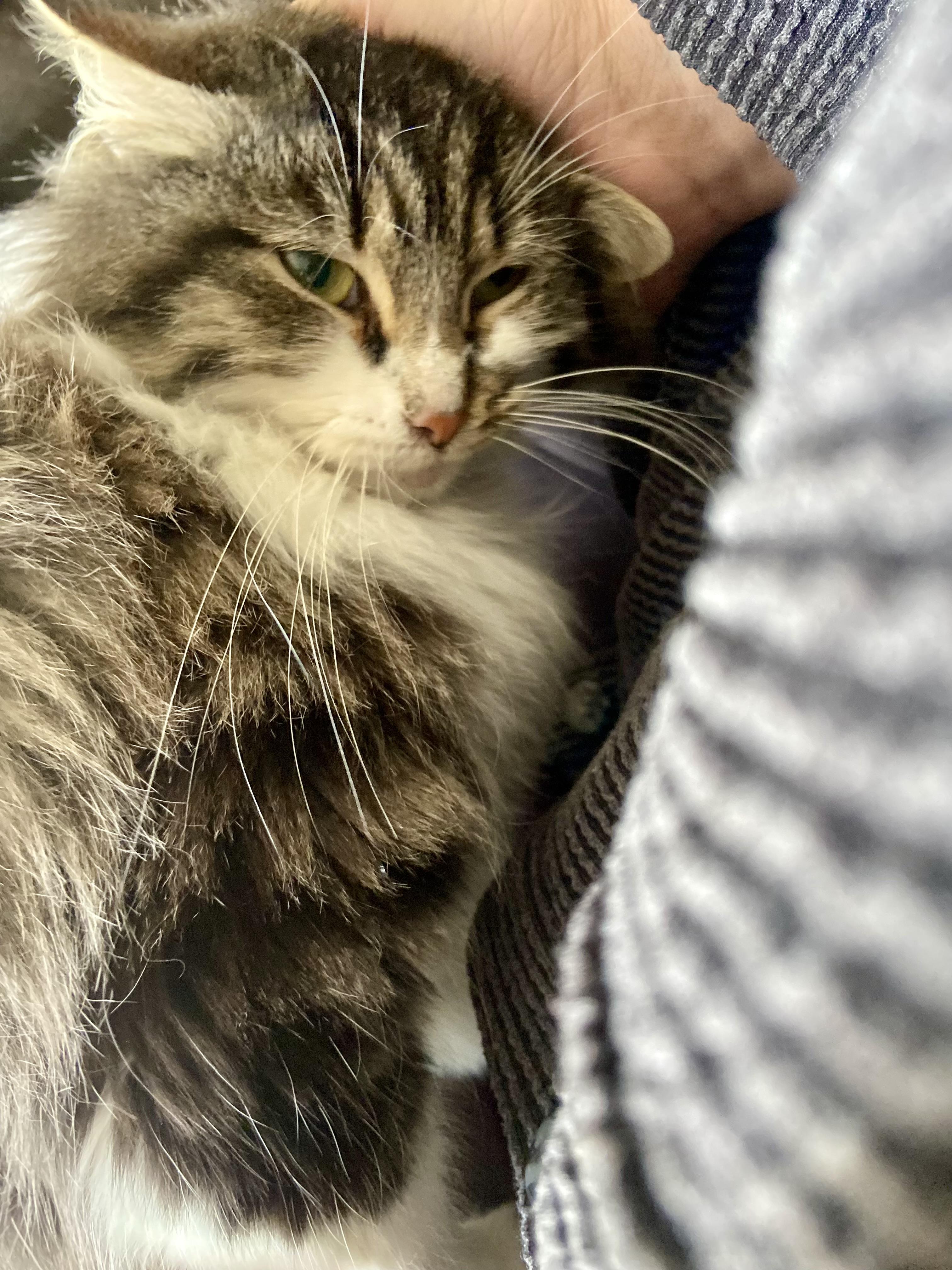 Enlarge Melody, a Adoptable Domestic Long Hair in Waveland, IN image 1/6