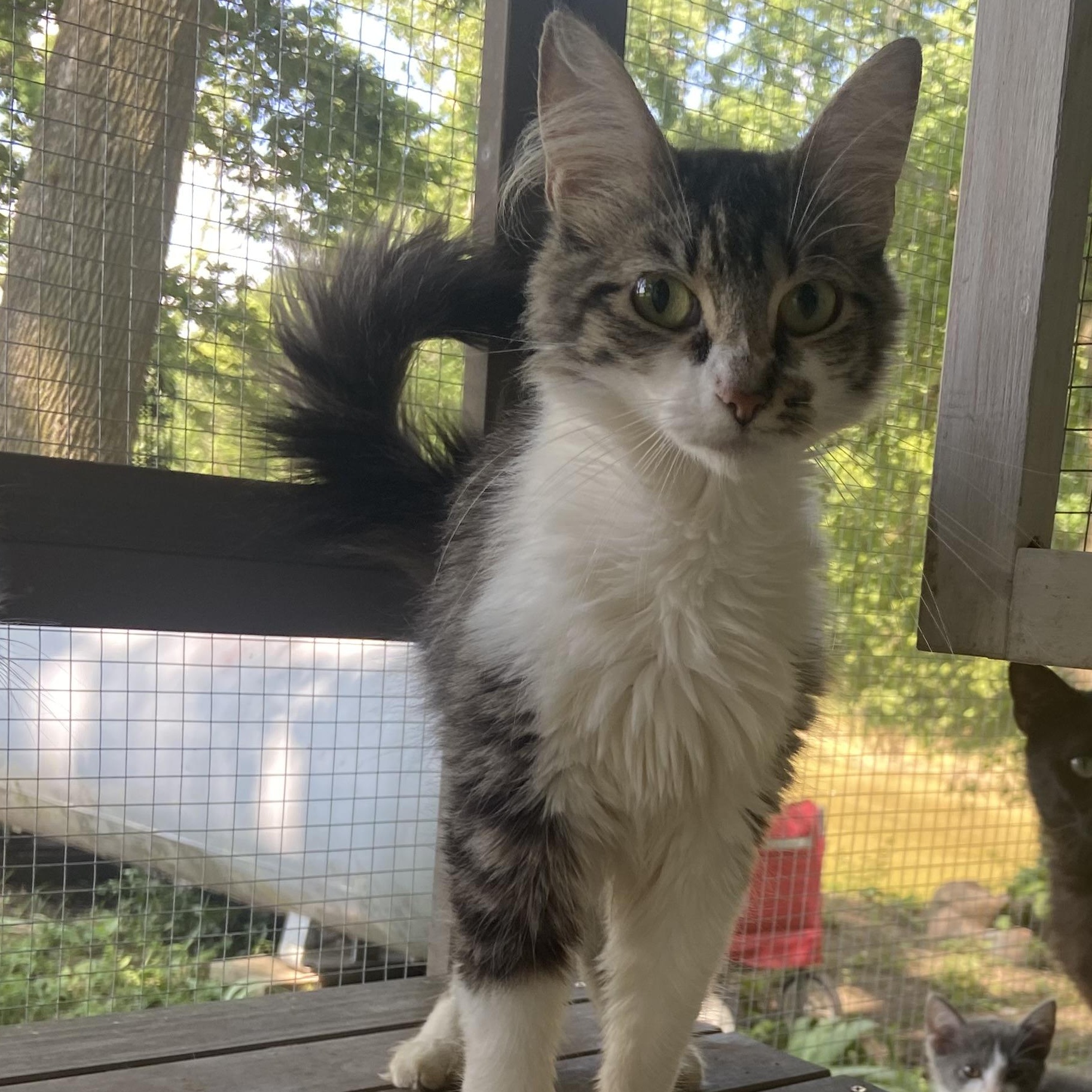 Melody, Adoptable, Young Female Domestic Medium Hair.