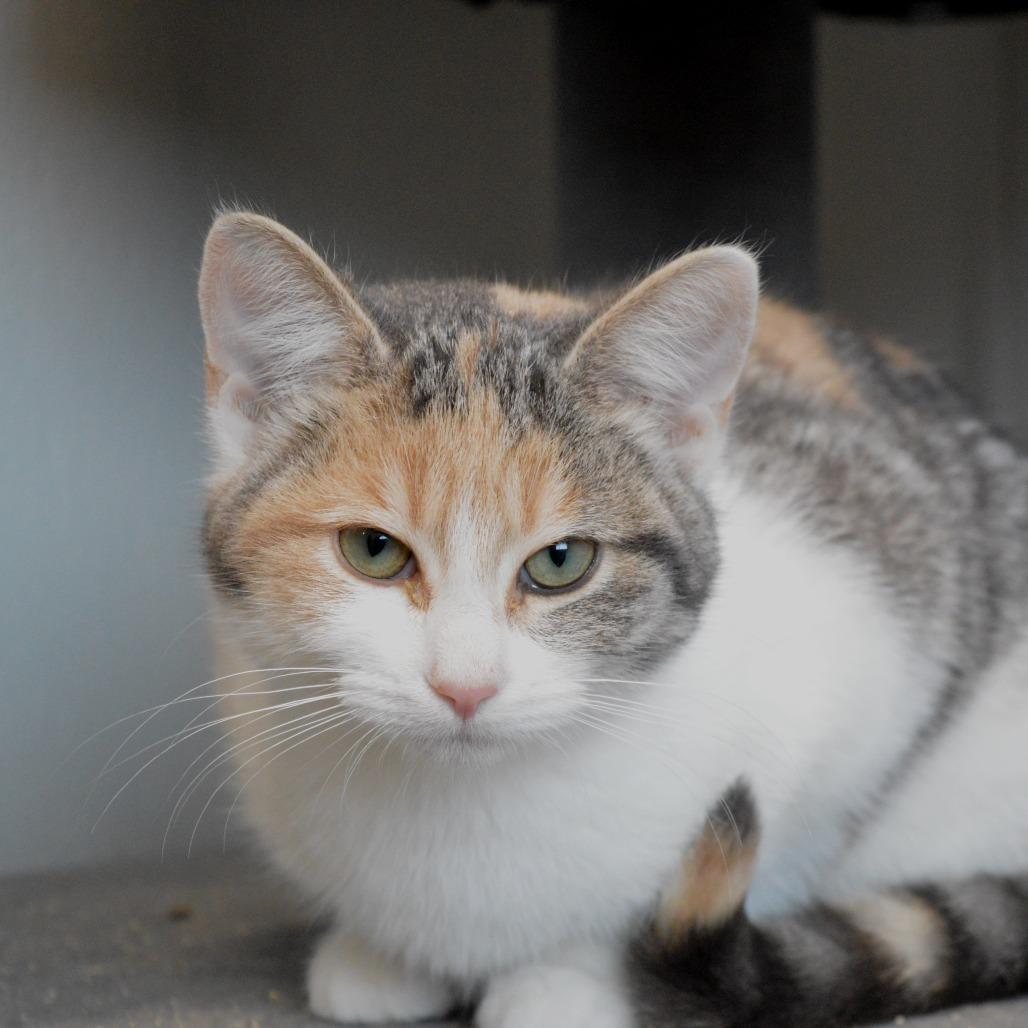 Starling, a Adoptable Domestic Short Hair in North Battleford, SK image 1/4