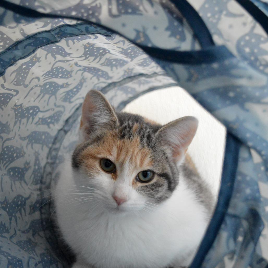 Starling, a Adoptable Domestic Short Hair in North Battleford, SK image 2/4