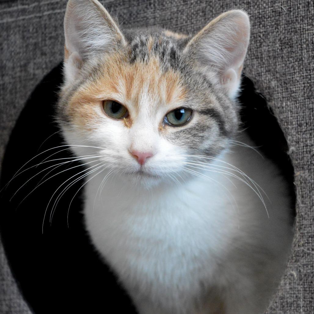 Starling, a Adoptable Domestic Short Hair in North Battleford, SK image 3/4