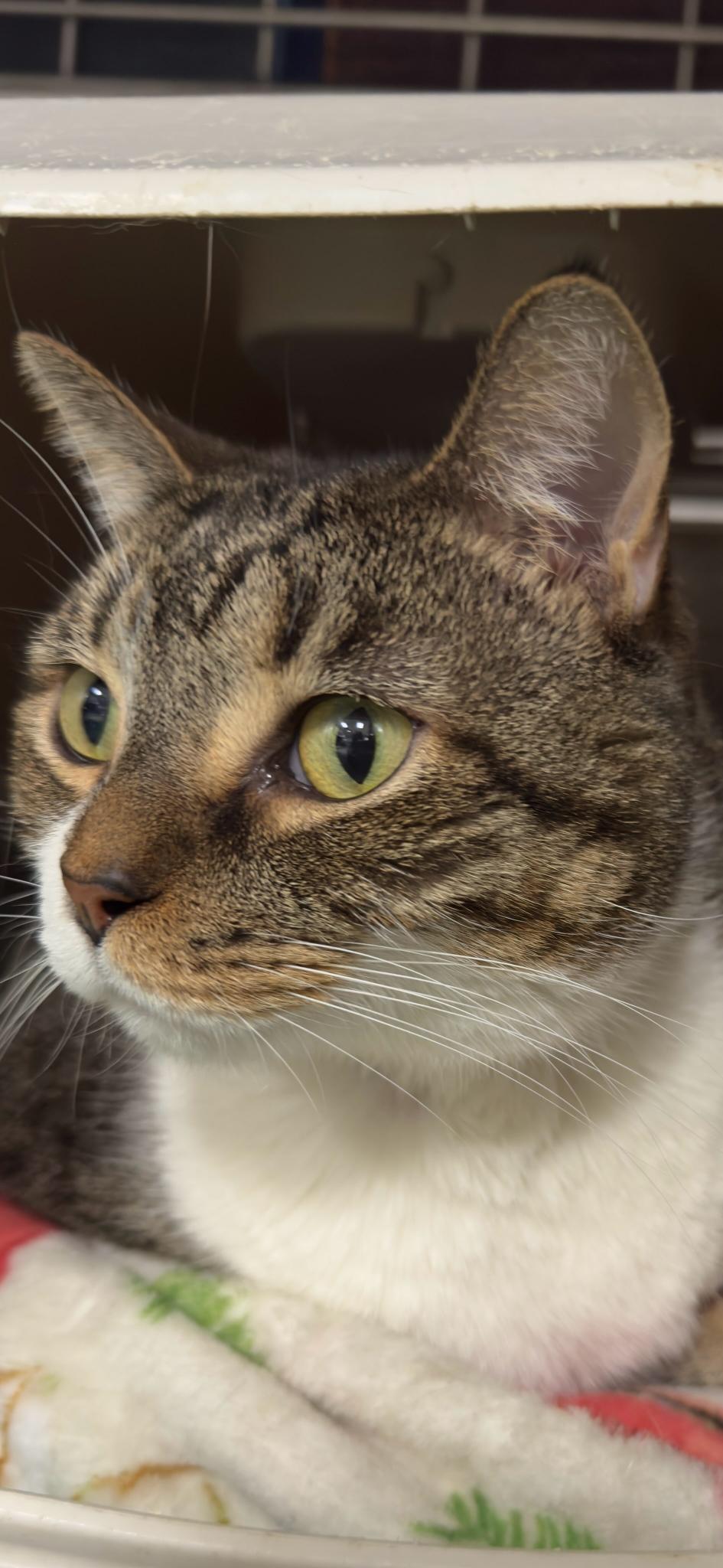 IVY, Adoptable, Adult Female Domestic Short Hair & Tabby.