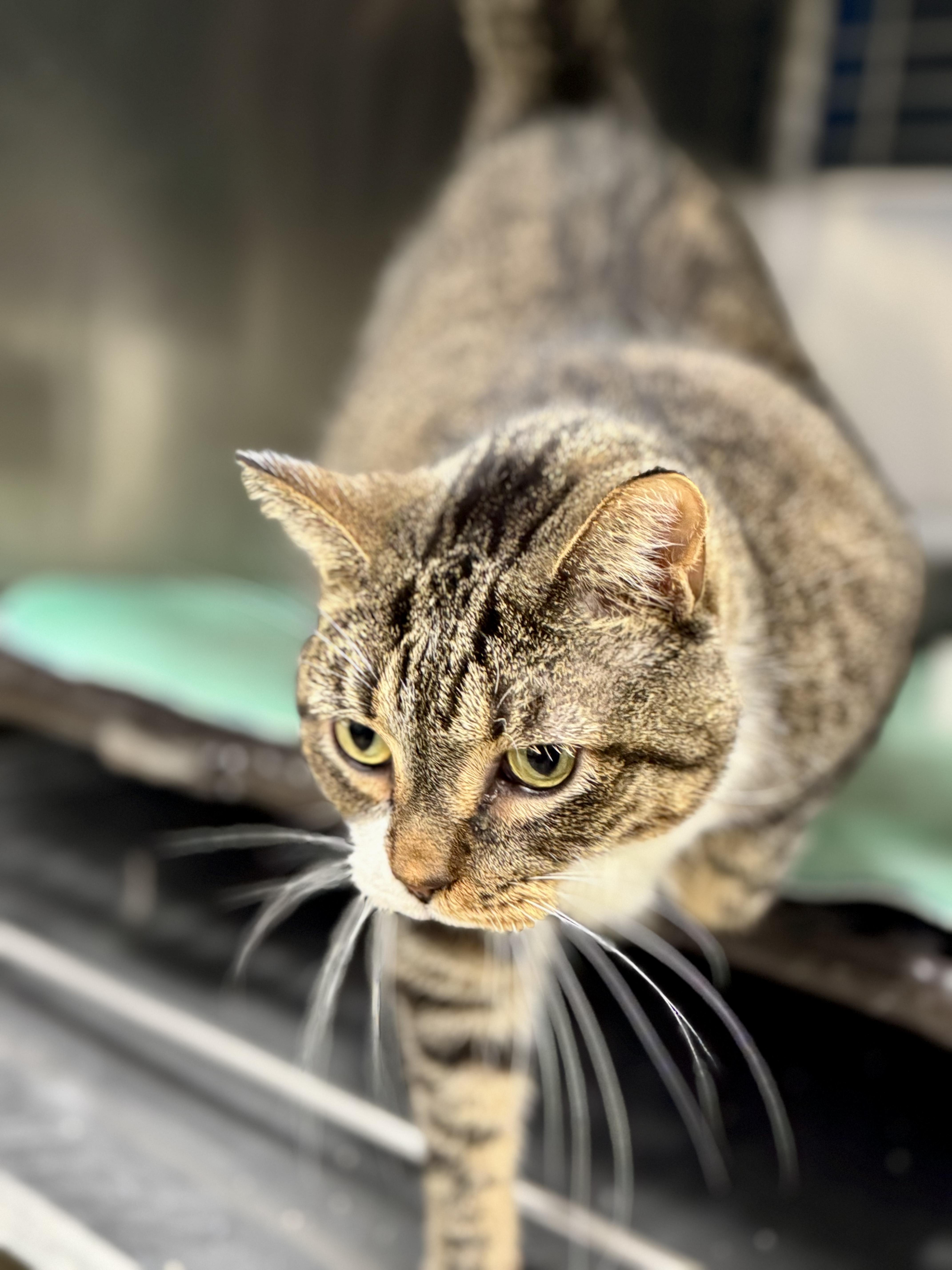 Enlarge IVY, a Adoptable mixed breed in Ashland, OH image 4/4