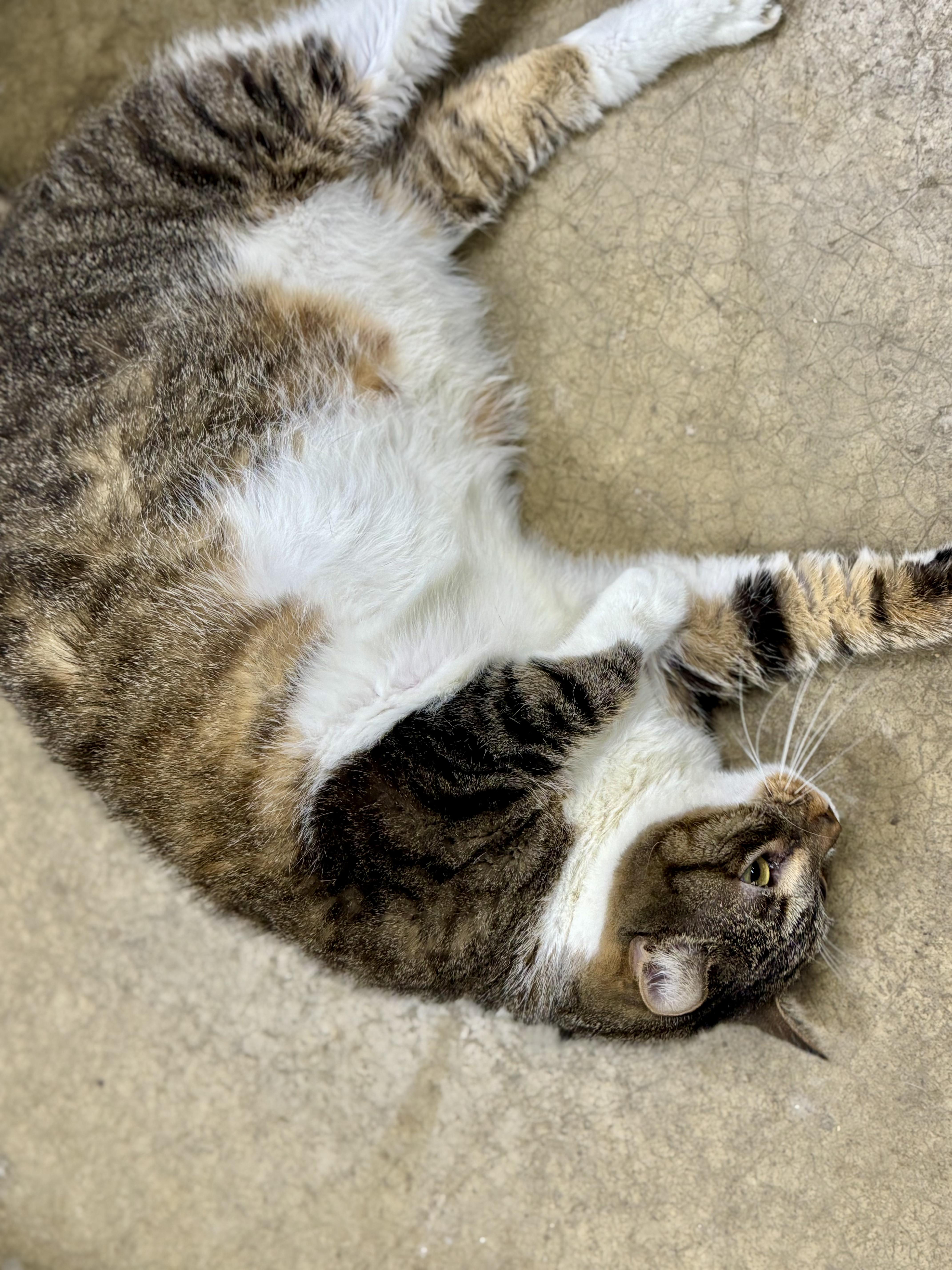 Enlarge IVY, a Adoptable mixed breed in Ashland, OH image 2/4