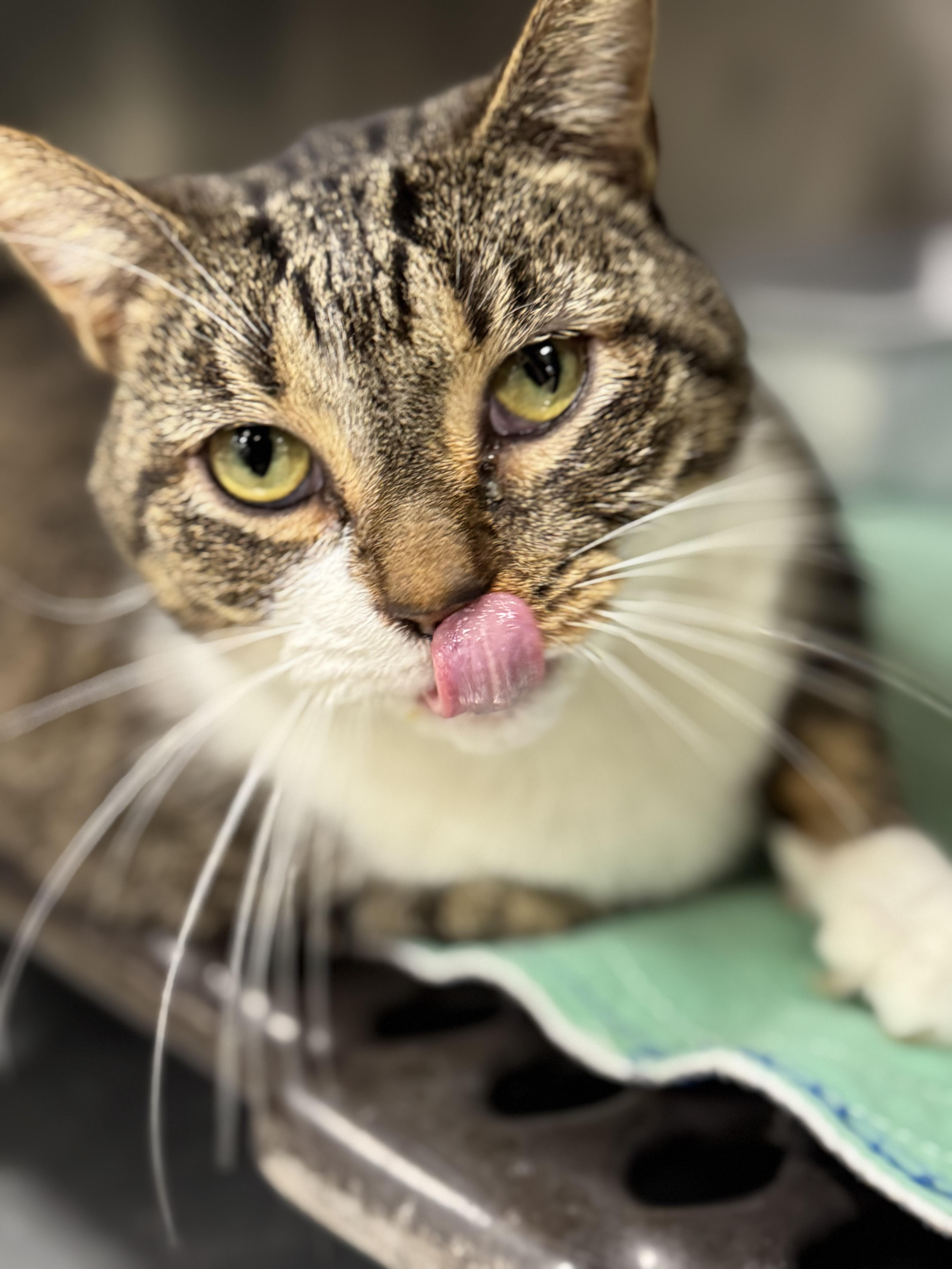 Enlarge IVY, a Adoptable mixed breed in Ashland, OH image 3/4