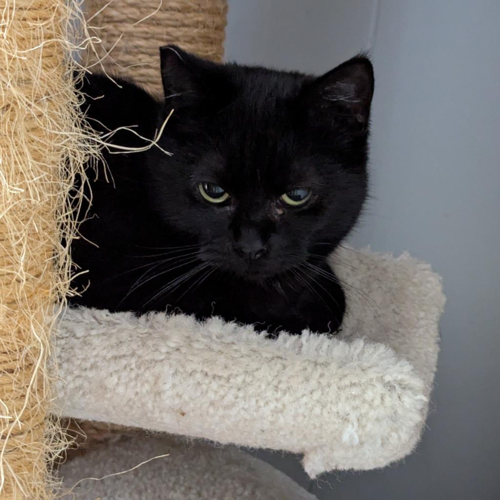 Enlarge Ramen, a Adoptable mixed breed in Aberdeen, WA image 1/2